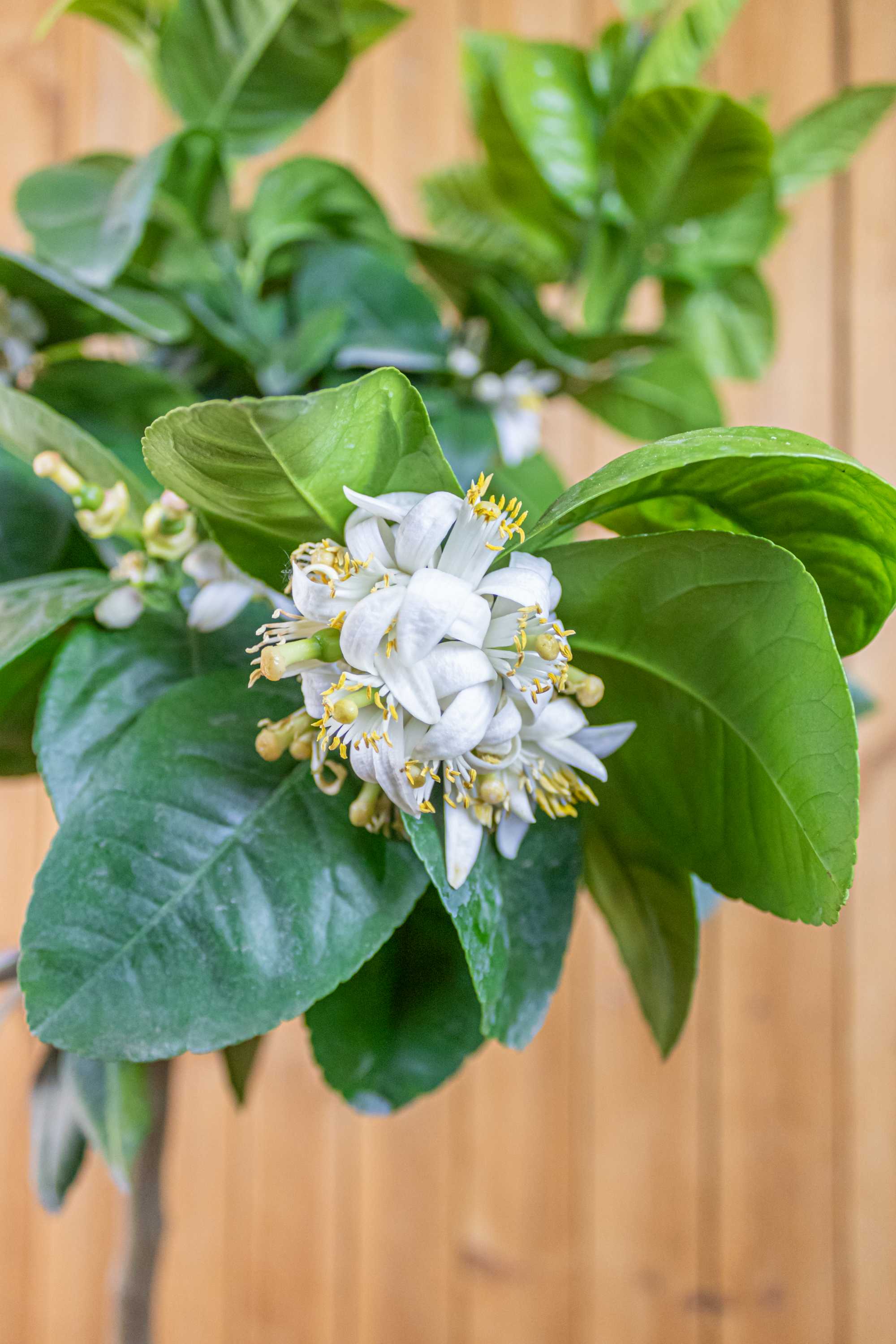 [RESTPOSTEN] Orangenbaum 'Arcobal' - Citrus Sinensis 'Arcobal' - Regenbogen Orange