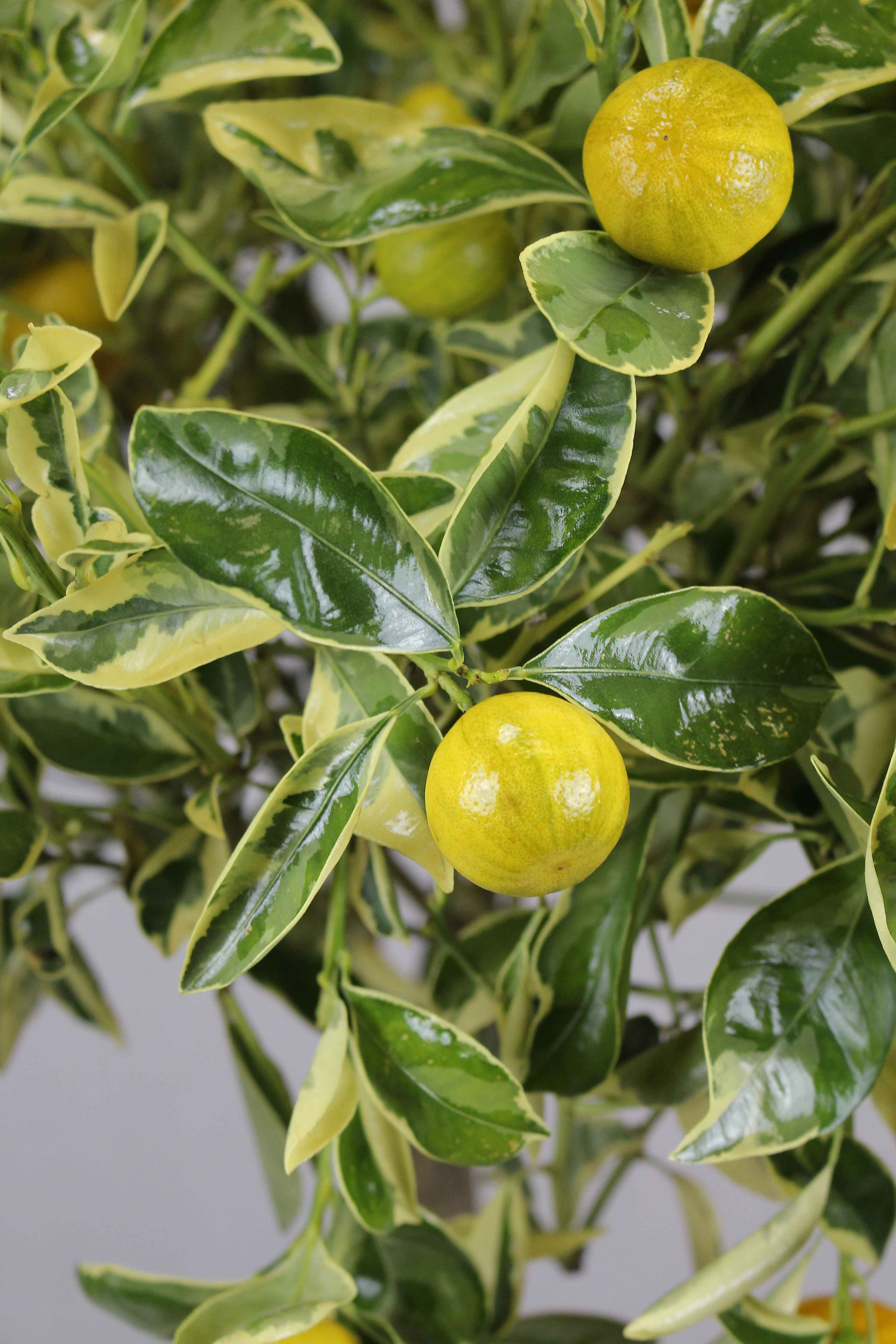 Calamondin "Panaché" - Buntlaubige Calamondin - Citrus mitis 'variegata'