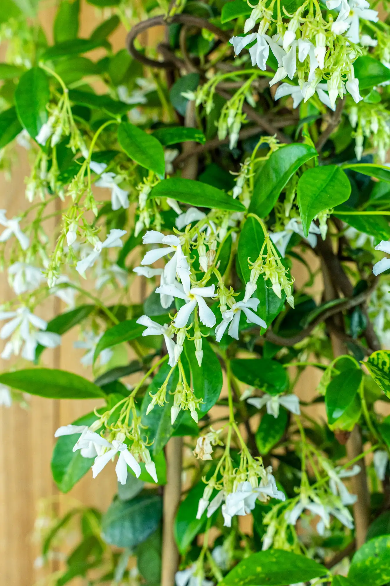 Sternjasmin [Mezzo] - Toskanischer Jasmin - Trachelospermum Jasminoides 