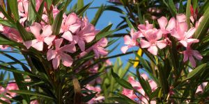 Oleander