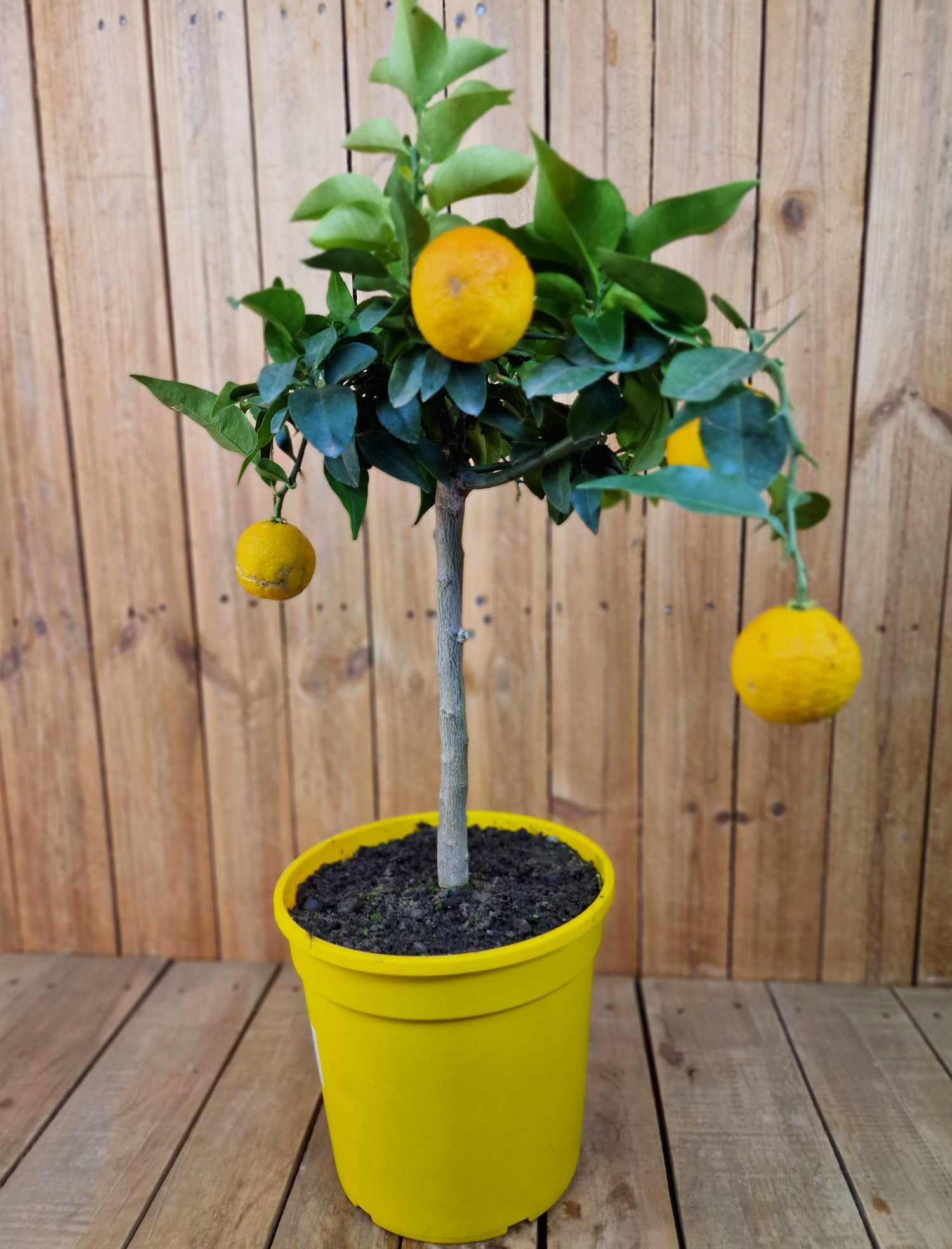 Yuzu [Mezzo] - Citrus junos -  [Citrus ichangensis × Citrus reticulata]