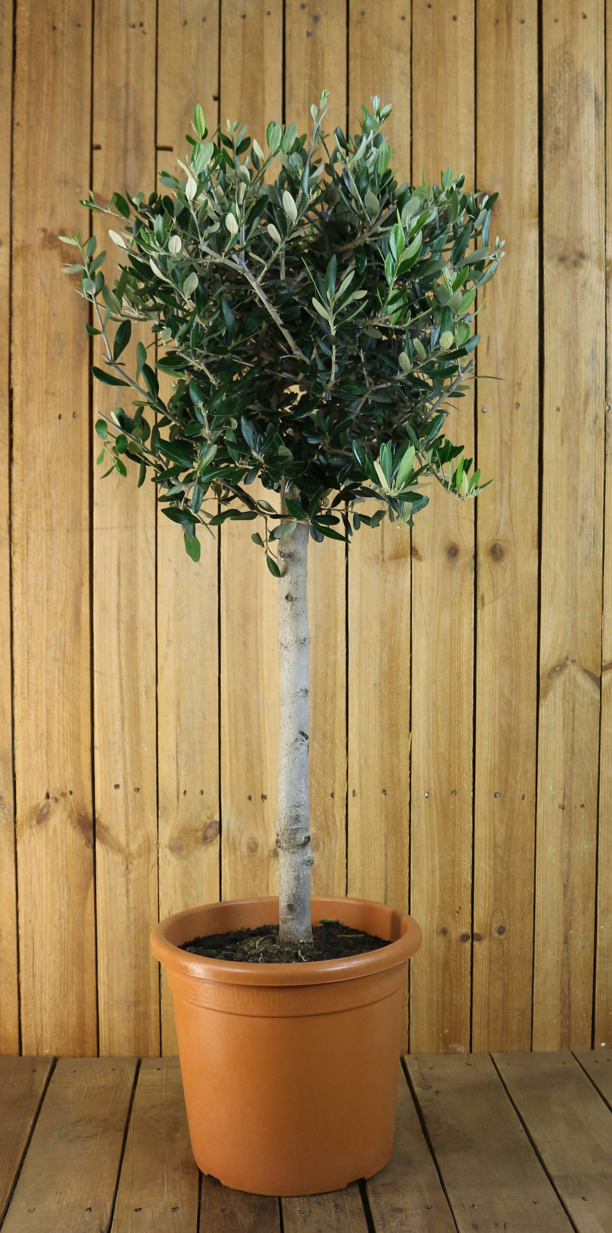 [RESTPOSTEN] Olivenbaum [Grande] - Olea europaea - echte Olive