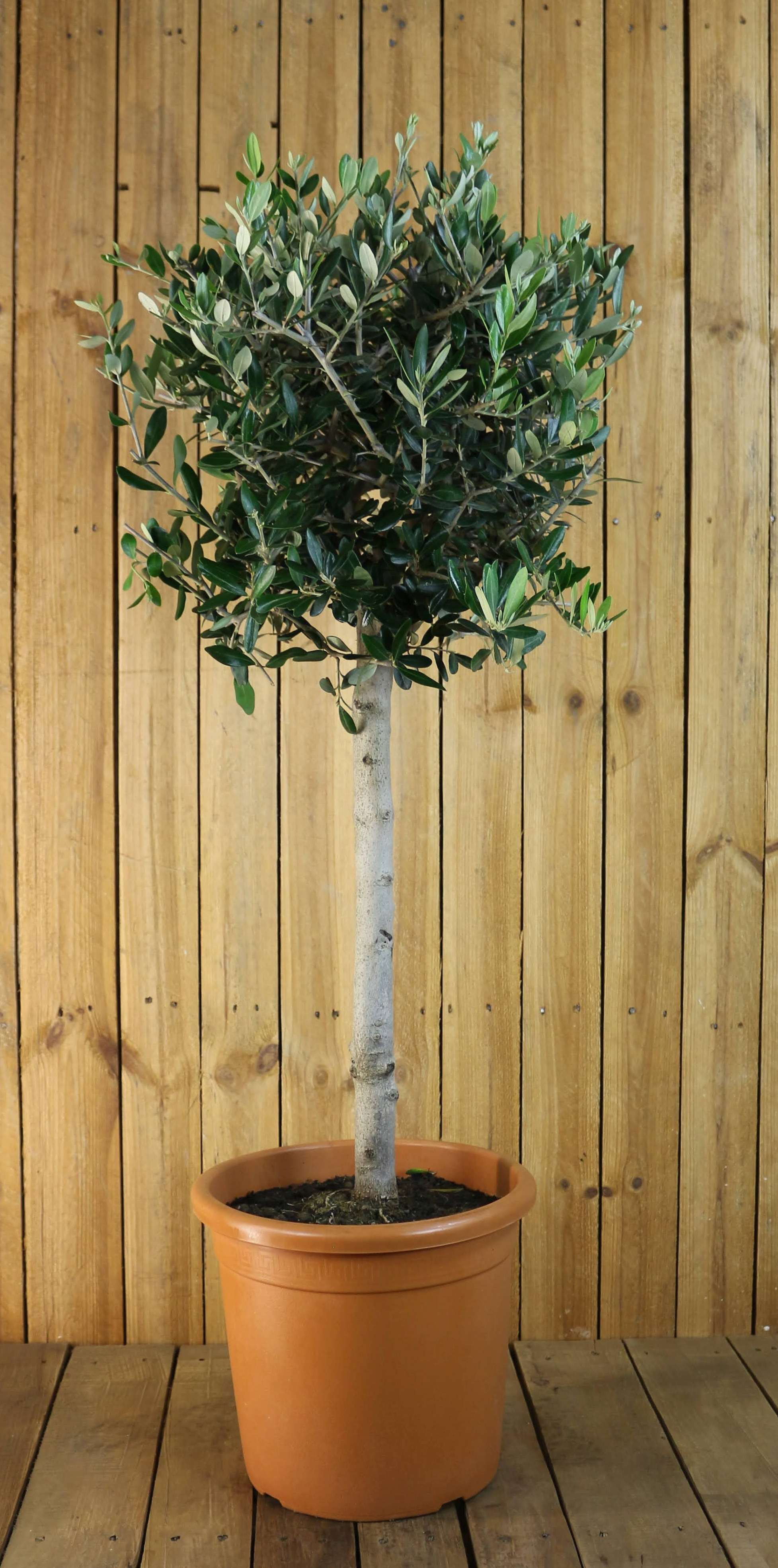 Olivenbaum [Grande] - Olea europaea - echte Olive