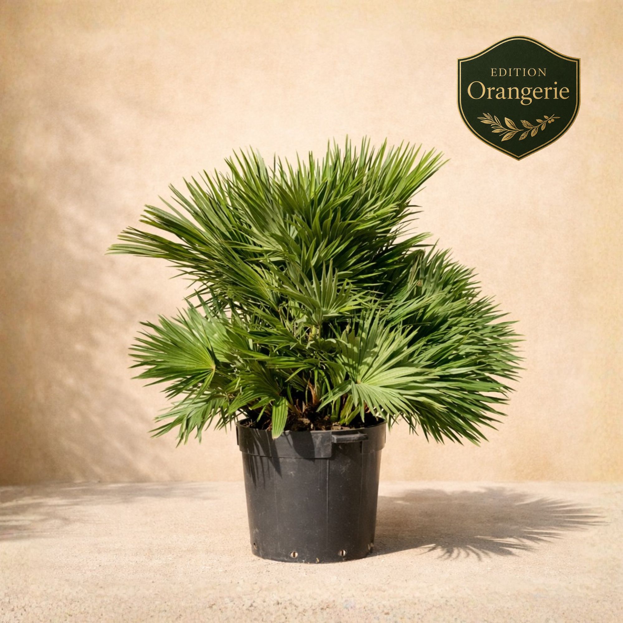 Mittelmeerpalme "Edition Orangerie" [Molto Grande] - Zwergpalme -  Chamaerops humilis ‘Siciliana’