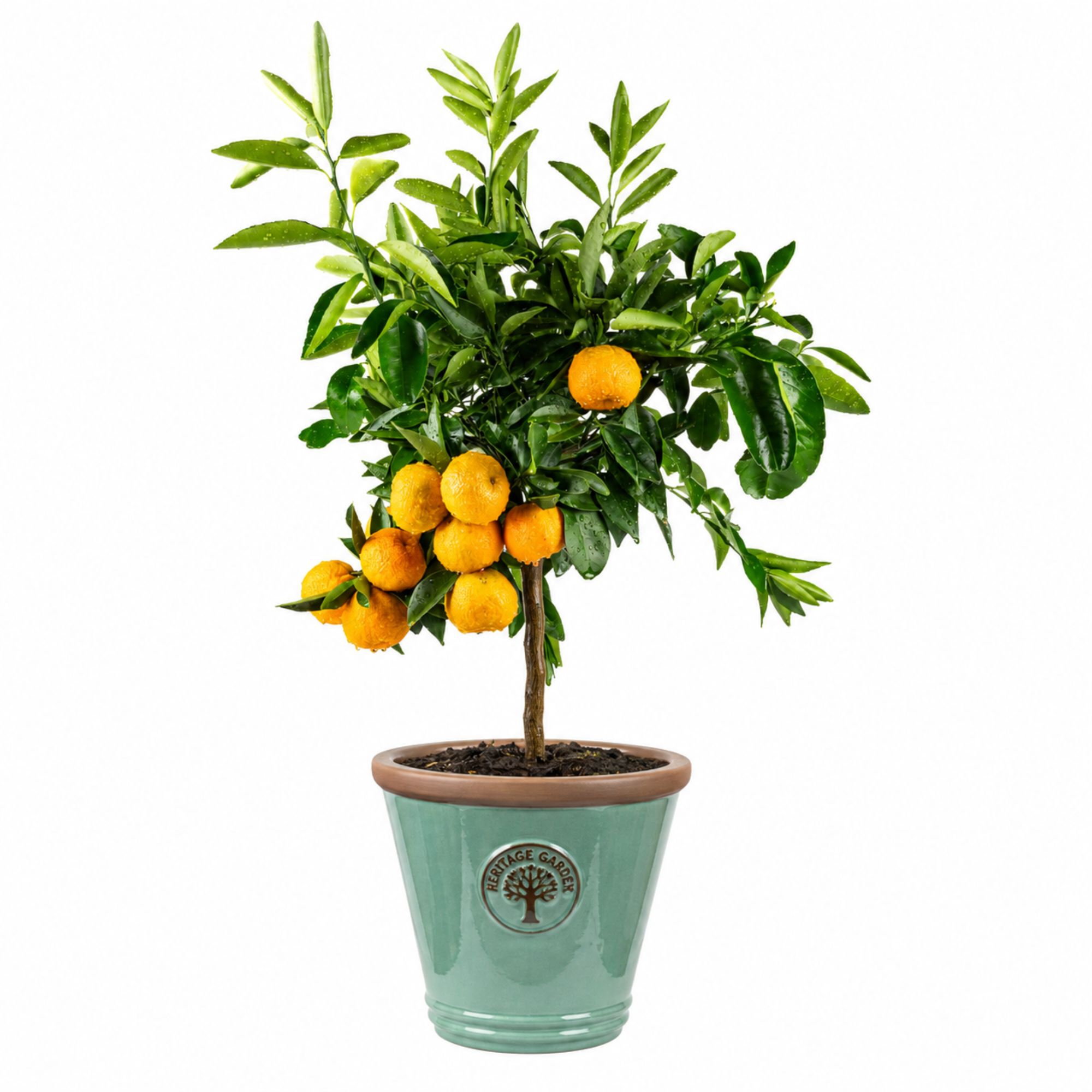 Terrakotta Pflanztopf - glasierter Blumentopf - Lind Green