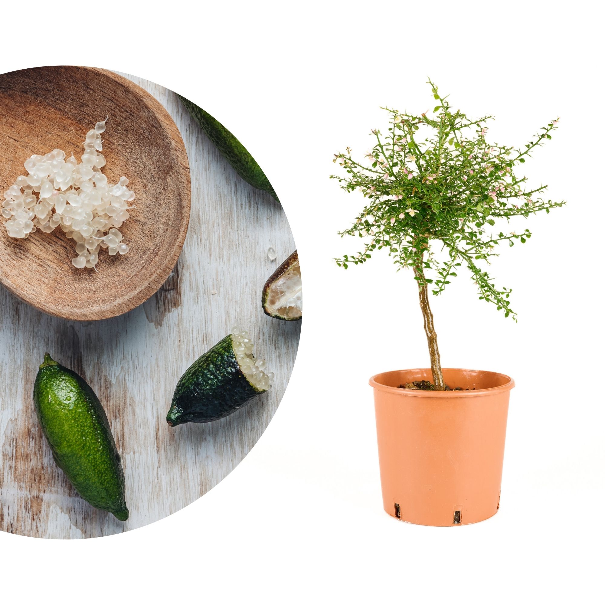 Fingerlimette Australasica - Kaviarlimette - Microcitrus Fingerlimette Australasica - Kaviarlimette - Microcitrus