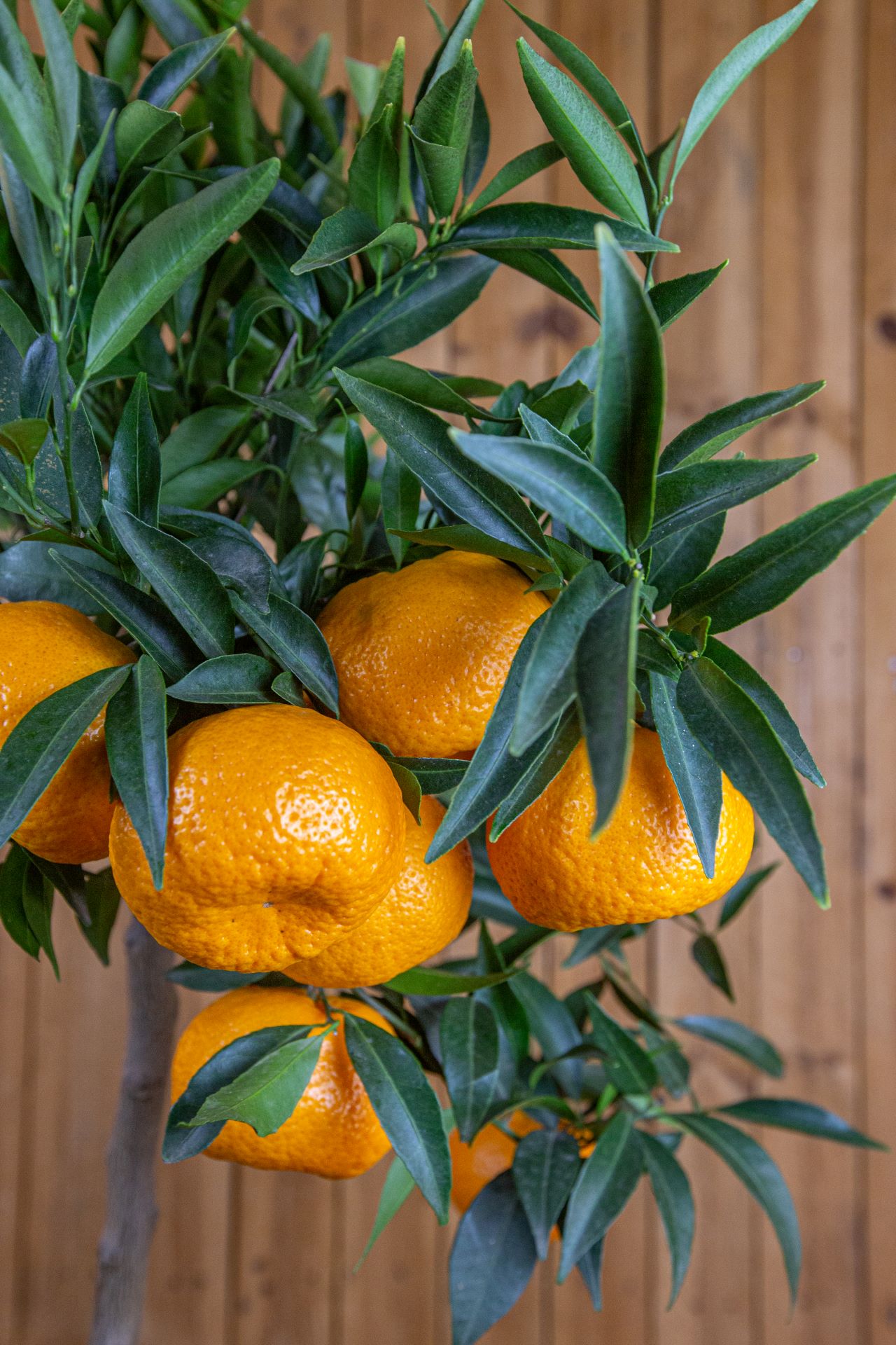 Mandarinenbaum [Mezzo] - Citrus deliciosa - Citrus reticulata