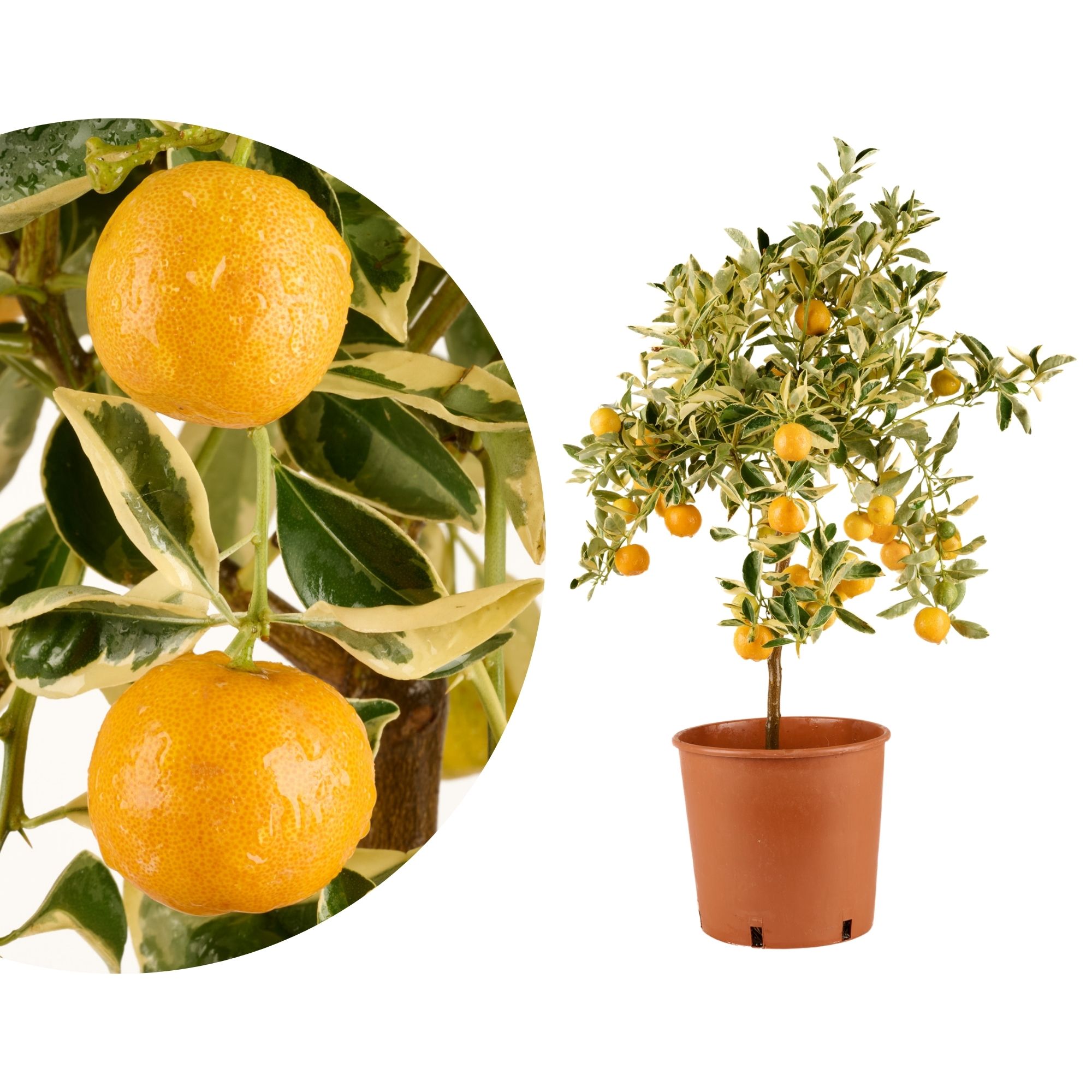 Calamondin "Panaché" - Buntlaubige Calamondin - Citrus mitis 'variegata' Calamondin "Panaché" - Buntlaubige Calamondin - Citrus mitis 'variegata'