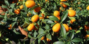 Kumquat