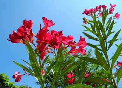 oleander_mezzo_1_400x400 oleander_mezzo_1_400x400