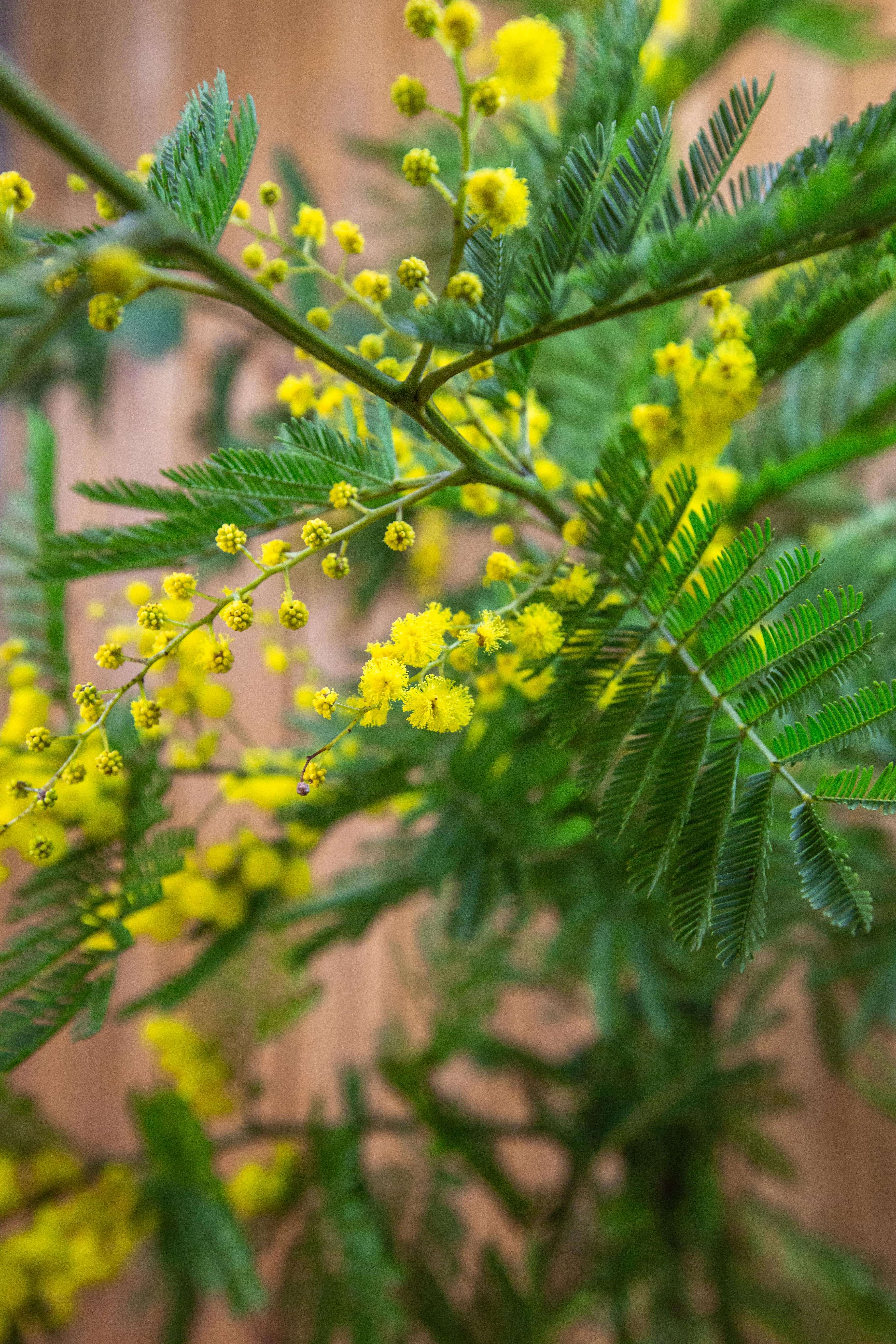 Wintermimose Busch - Mimosa 'Gaulois Astier' - Acacia dealbata - Silberakazie