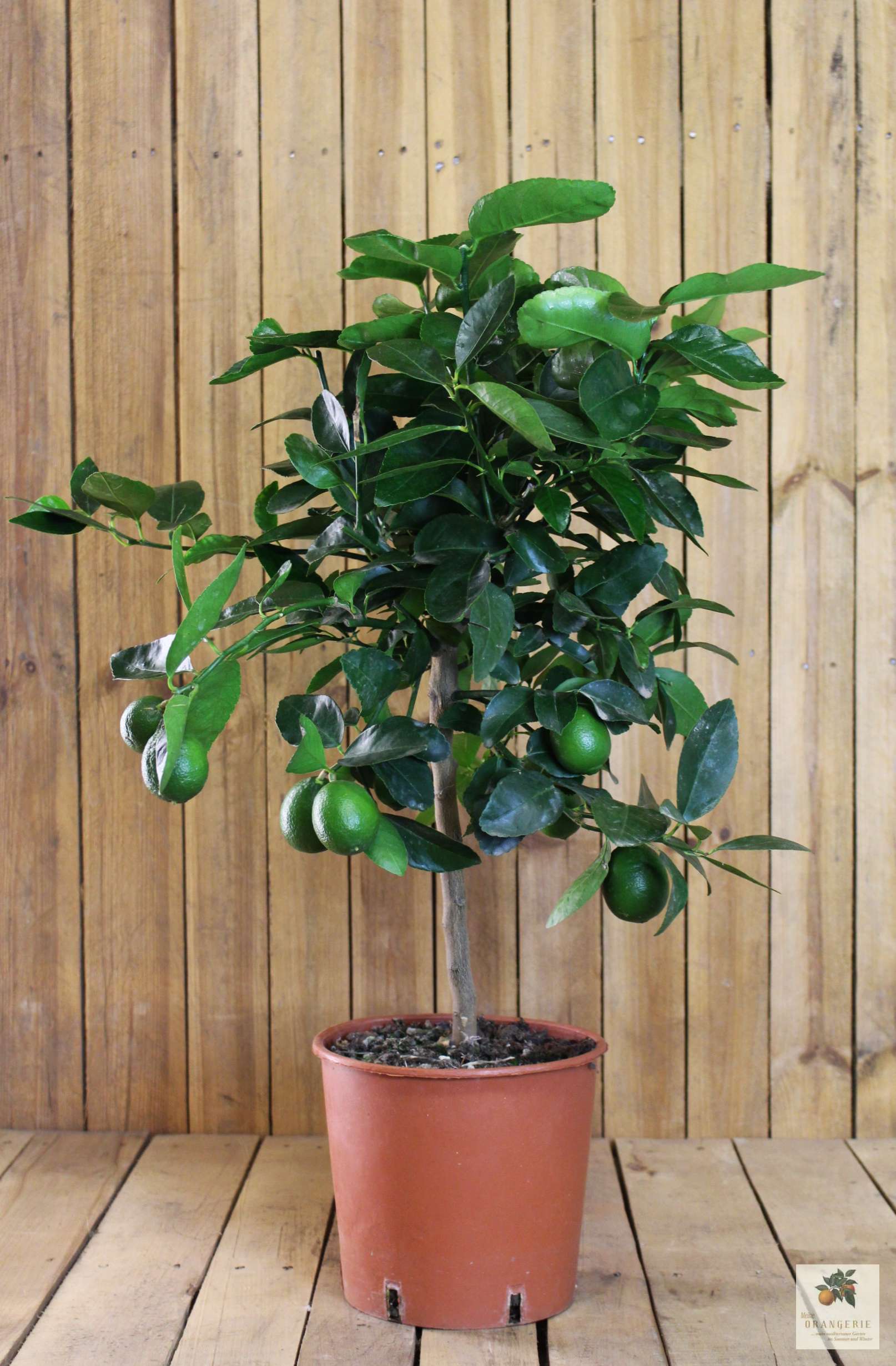 Tahiti Limette [Mezzo] - Persische Limette - Citrus Latifolia