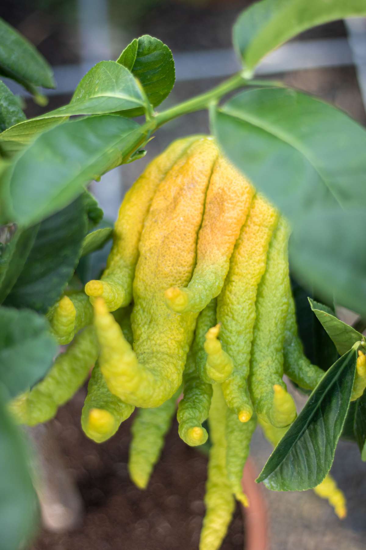 Buddhas Hand Zitrone - Citrus medica ‘Digitata’ - Mano di Buddha