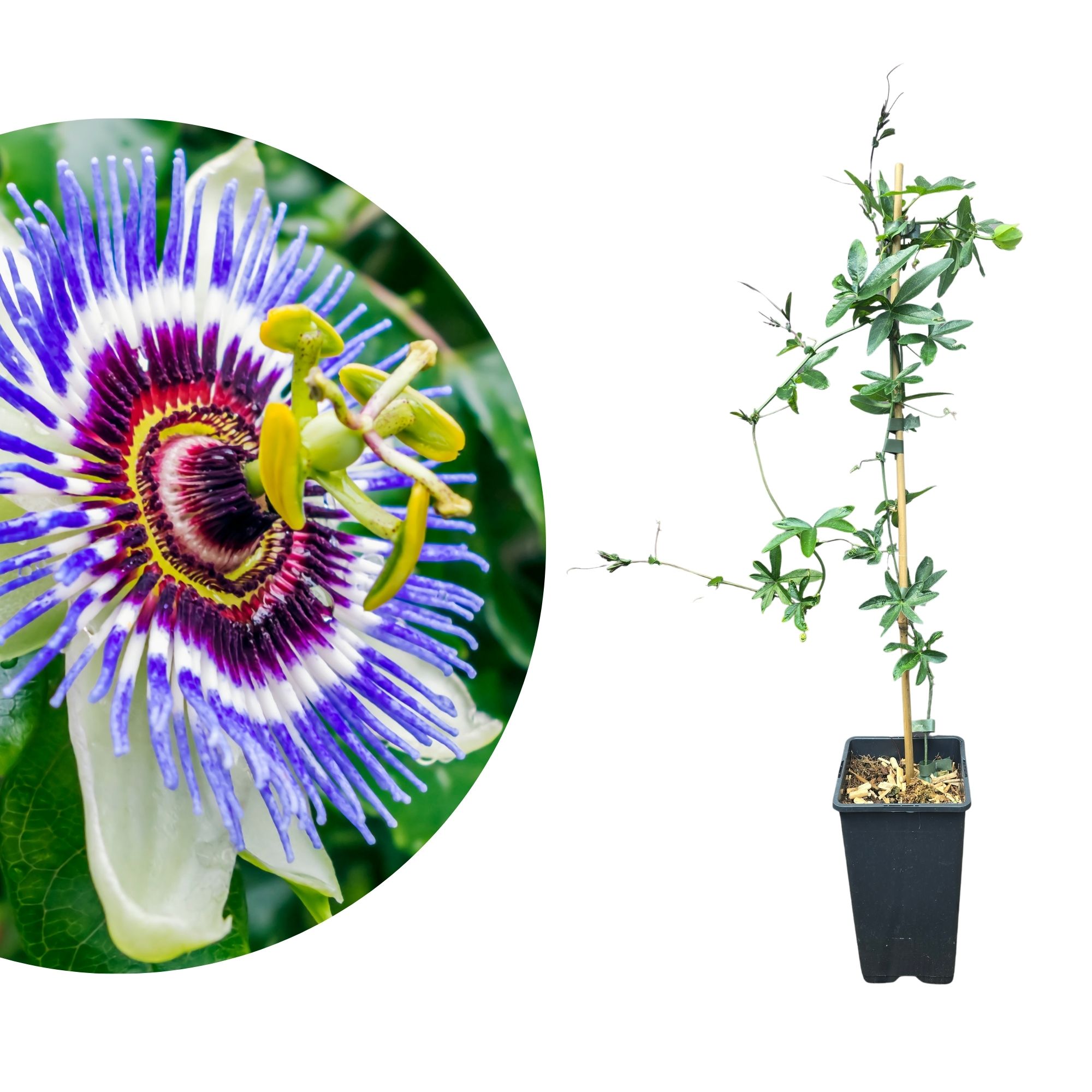 Passionsblume - Passiflora caerulea