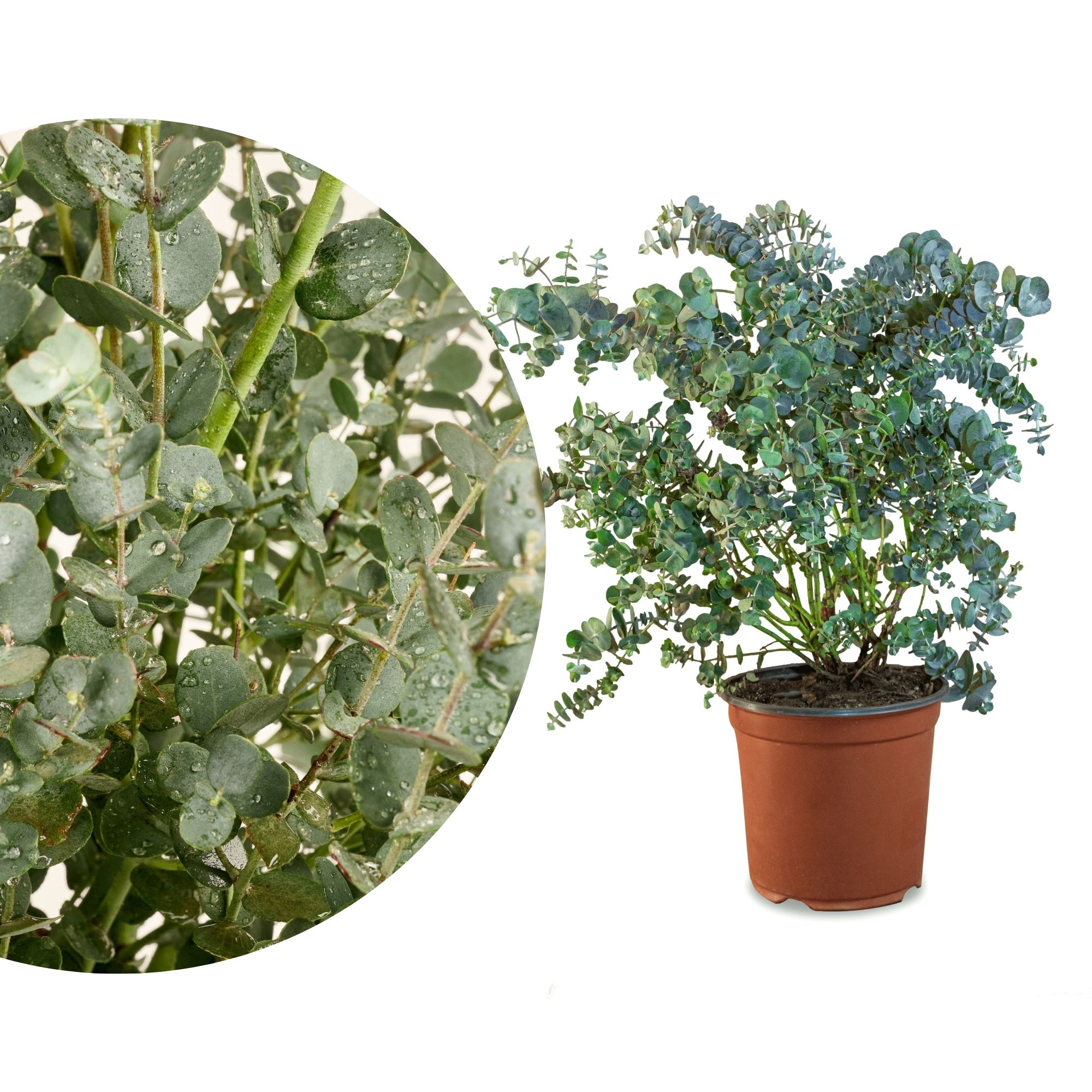 Eukalyptus 'Silver Dollar' - Eukalyptus cinerea