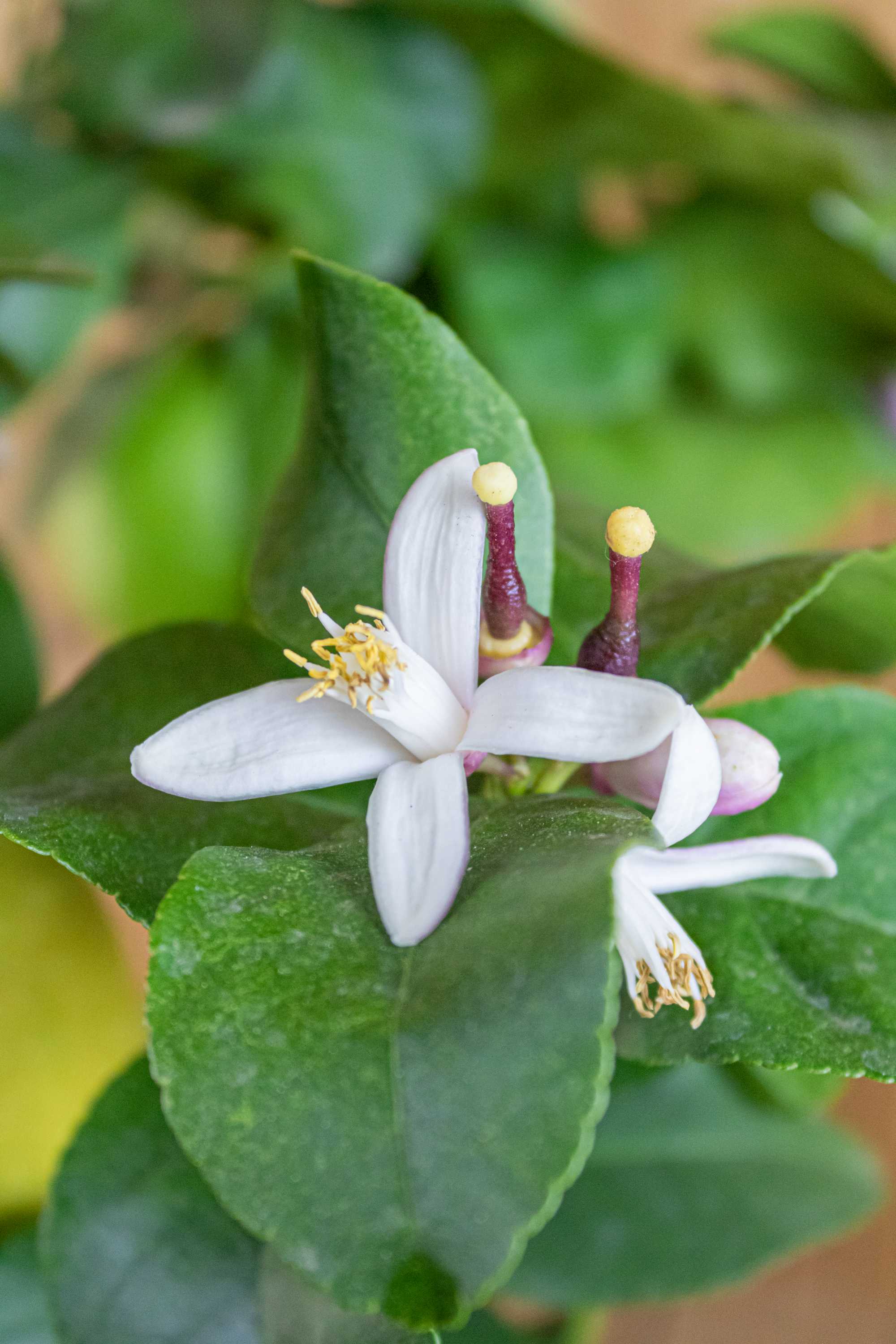 Carrubaro Zitrone [MOLTO GRANDE] - Citrus Limon 'Feminello Carrubaro' - Sizilianische Zitrone