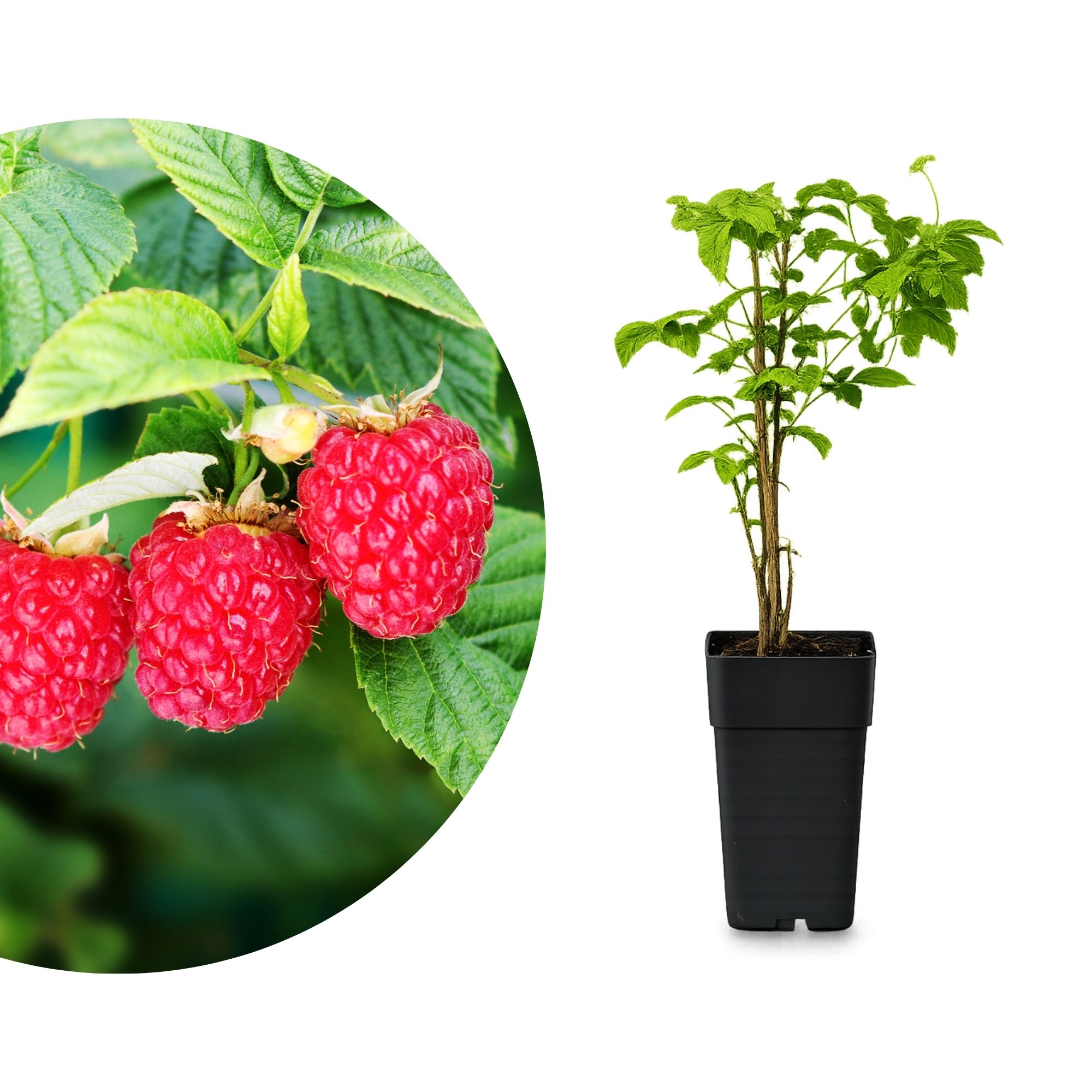 Sommerhimbeere 'Willamette' - Rubus idaeus Willamette