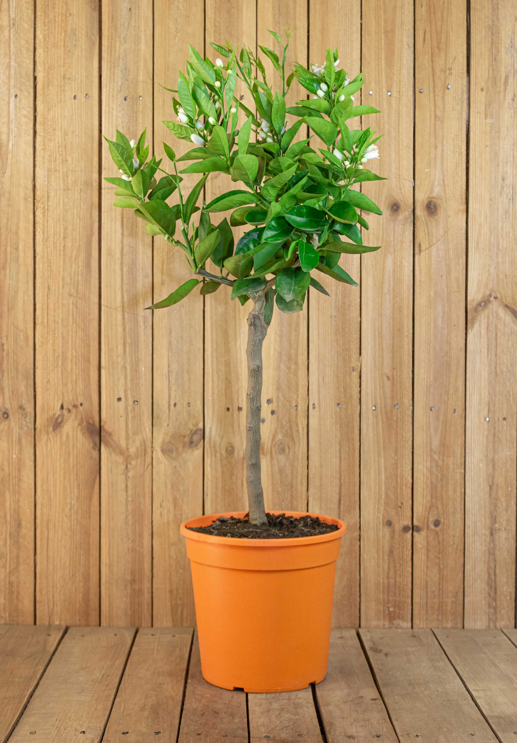 Blutorangenbaum Moro [MEZZO] - Citrus Sinensis 'Moro'