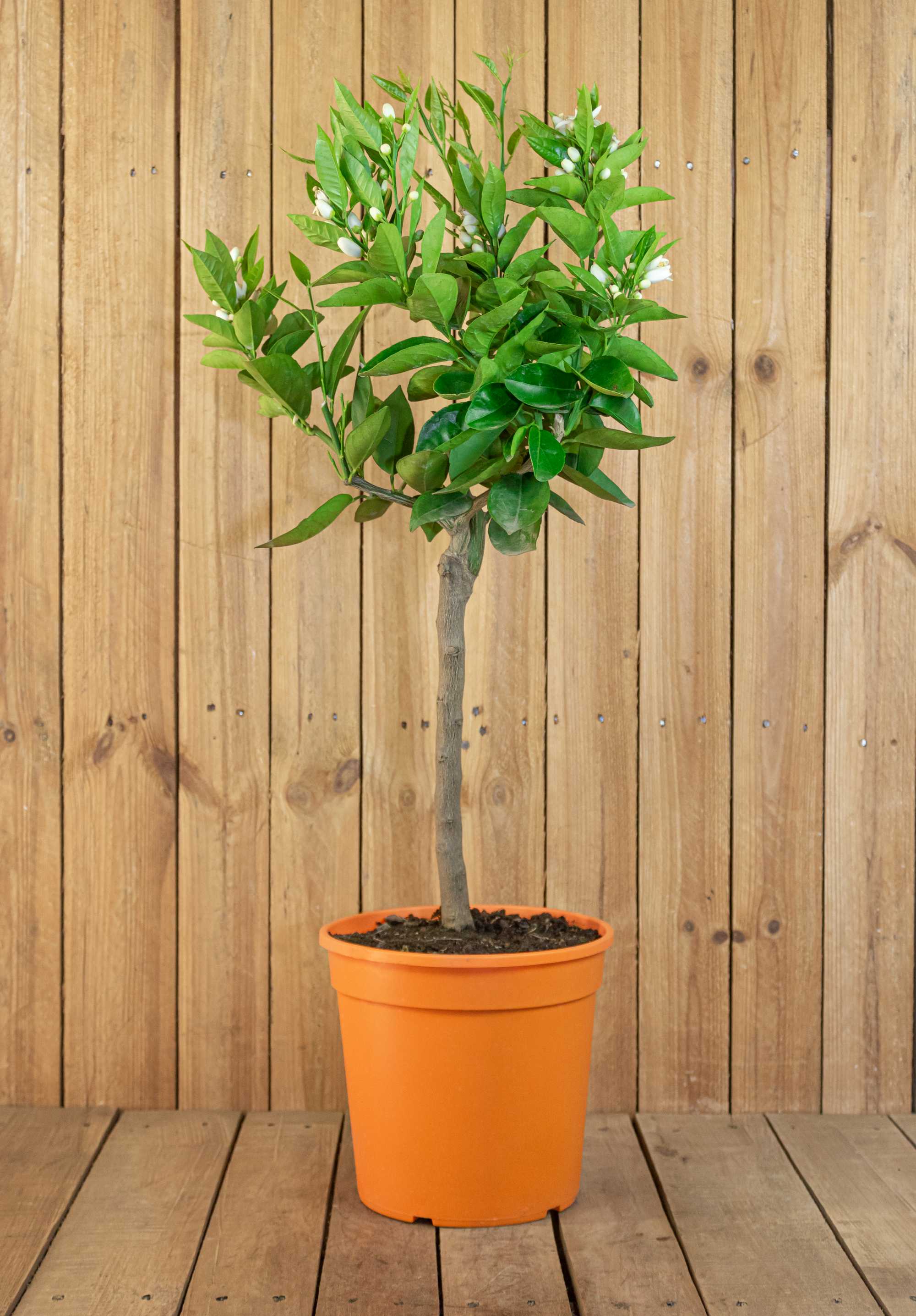 Blutorangenbaum Moro [Mezzo] - Citrus Sinensis 'Moro'