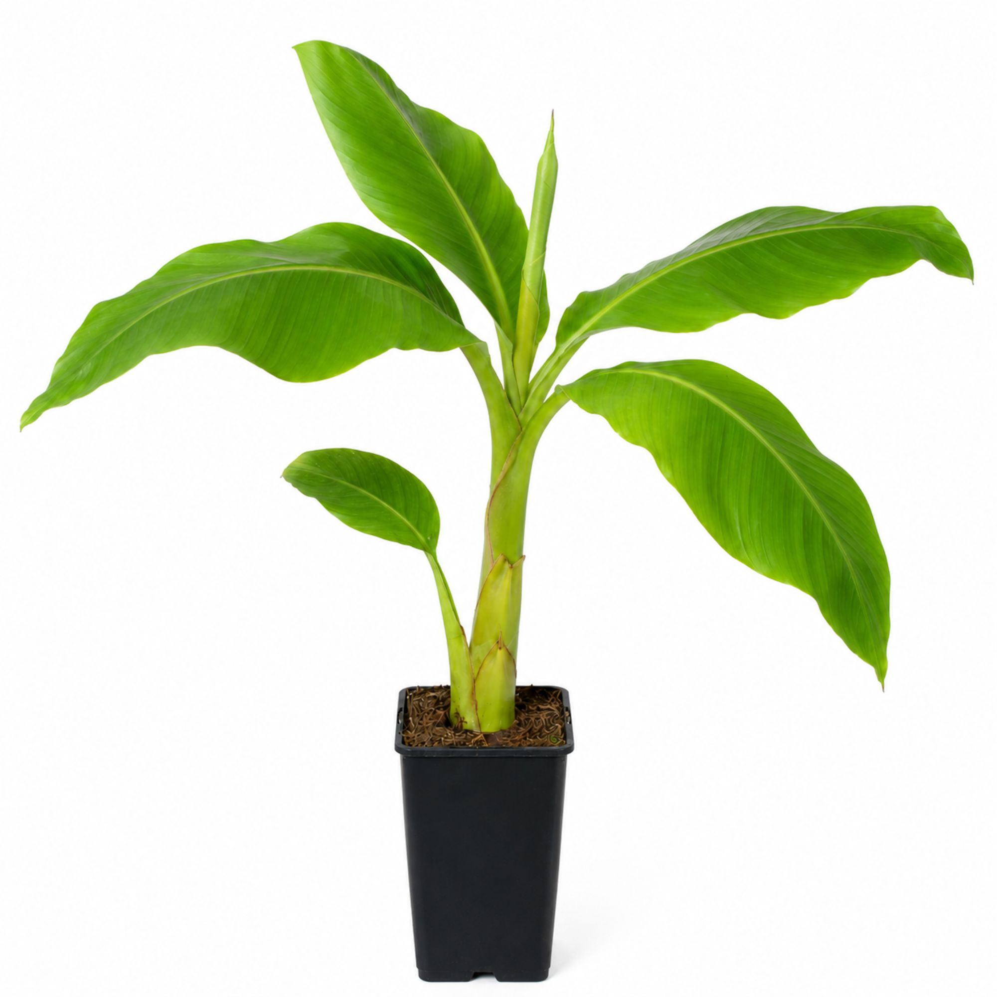Winterharte Banane Musa Basjoo Piccolo - exotische Bananenstaude - Bananenpflanze für Garten, Terrasse & Balkon