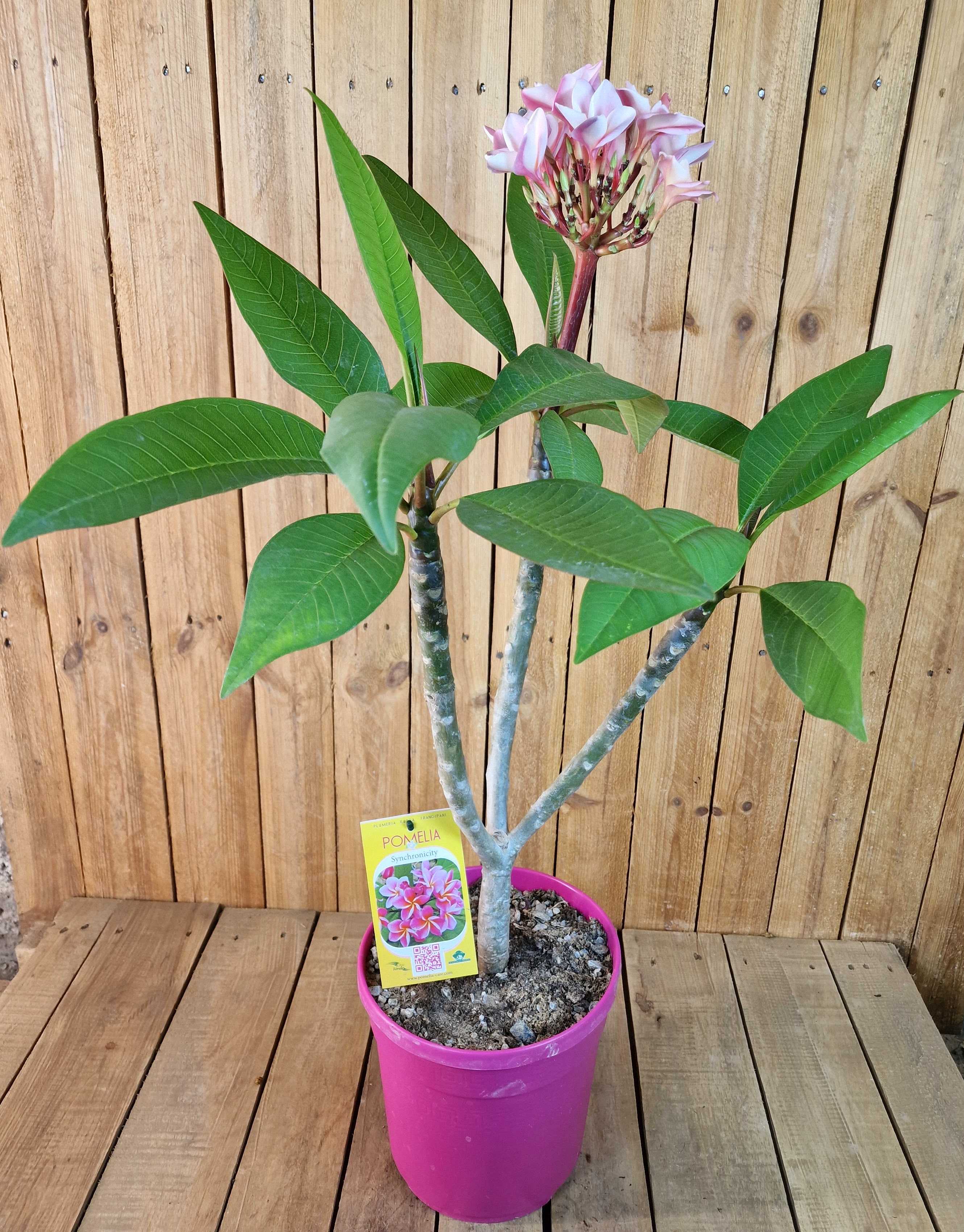 Frangipani "Synchronicity" Ø 20  - Plumeria rubra - Pomelia