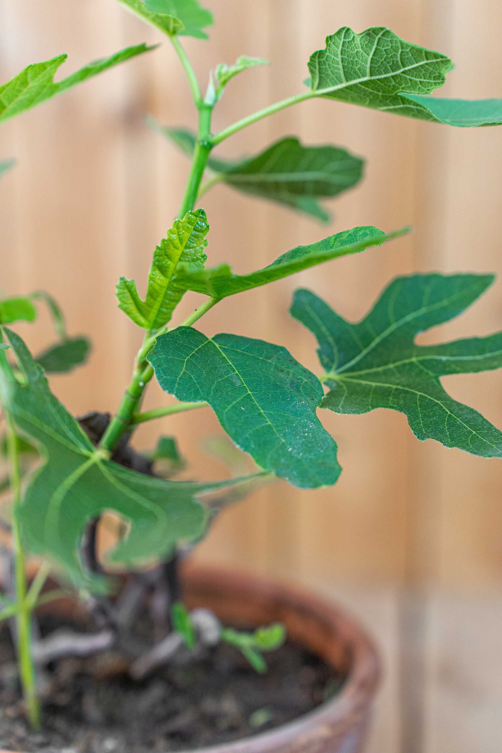 Feige Ficus Carica - Busch im Terracotta-Topf - Bornholmfeige - besonders winterhart