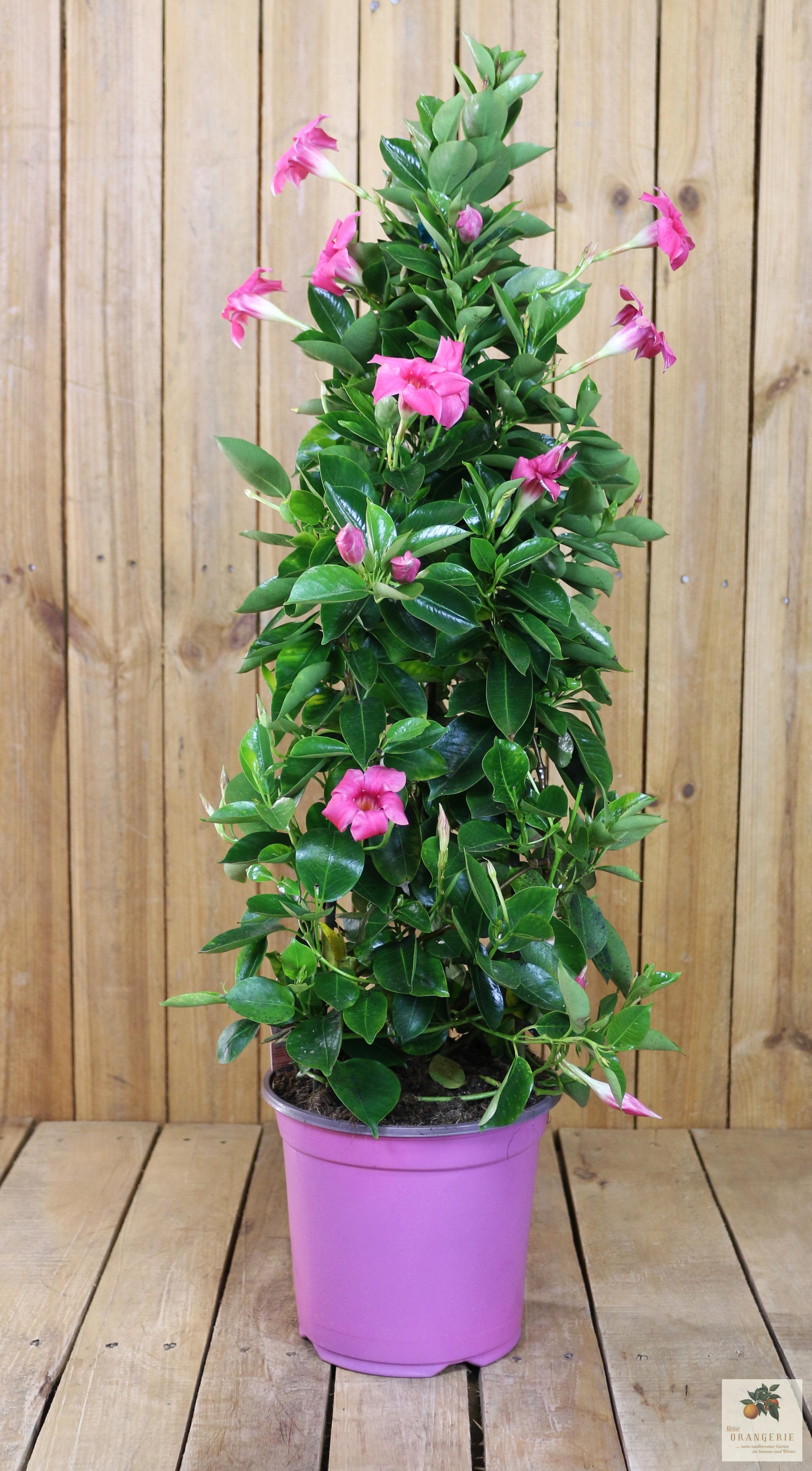 Rosa/Pink Dipladenia - Sundaville Pyramide - Mandevilla