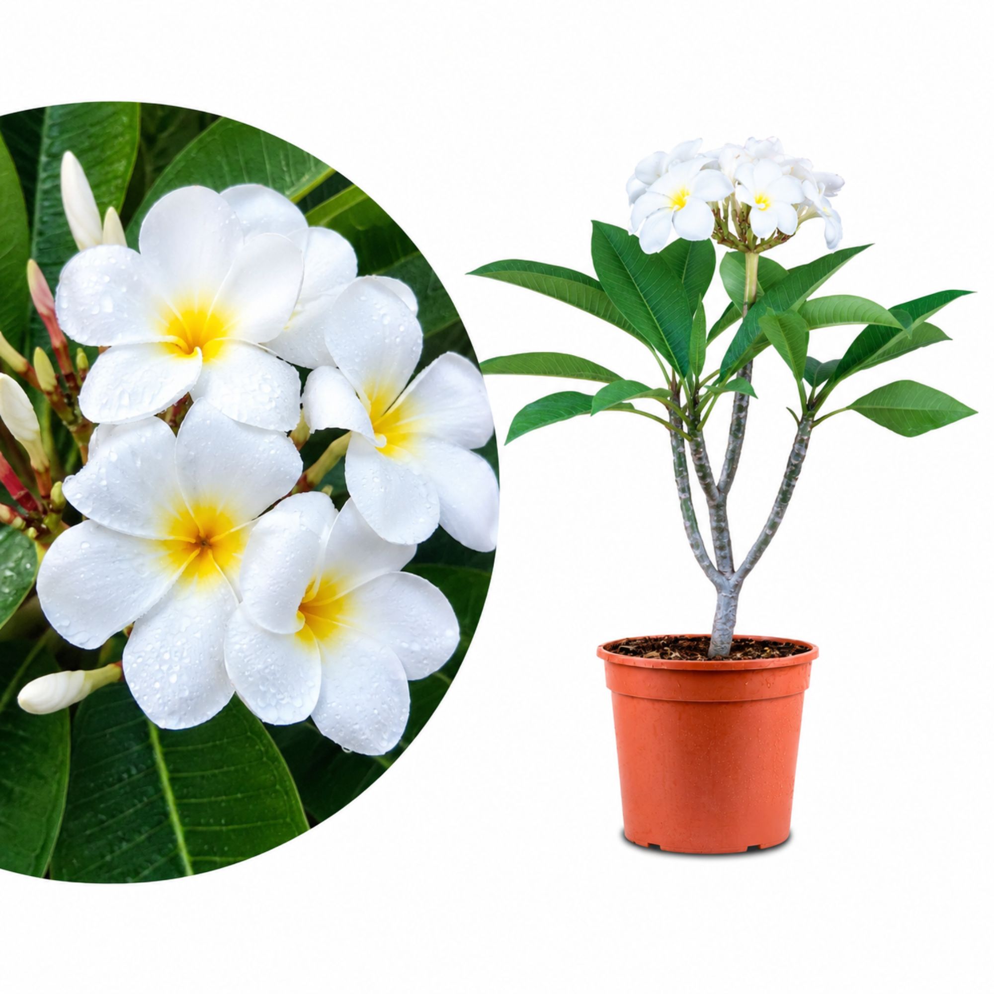 Frangipani Ø 20 'Blizzard' - Plumeria rubra - Pomelia