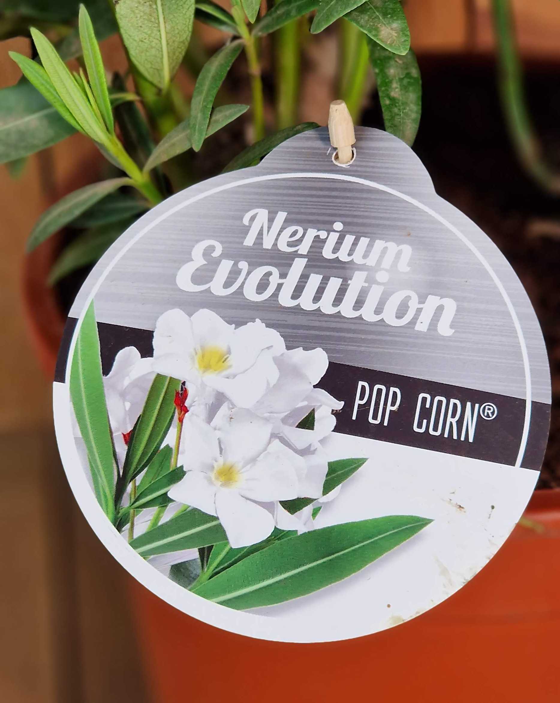 Weißer Oleander - Nerium Evolution "Popcorn" - [MEZZO]