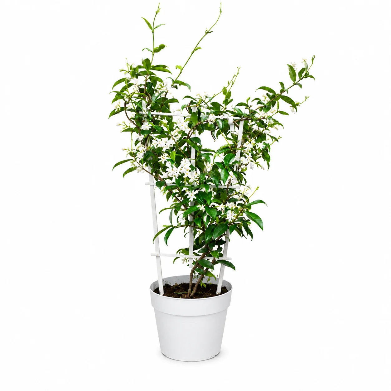 Sternjasmin ‘Star of Venice’ – Venezianischer Sternjasmin