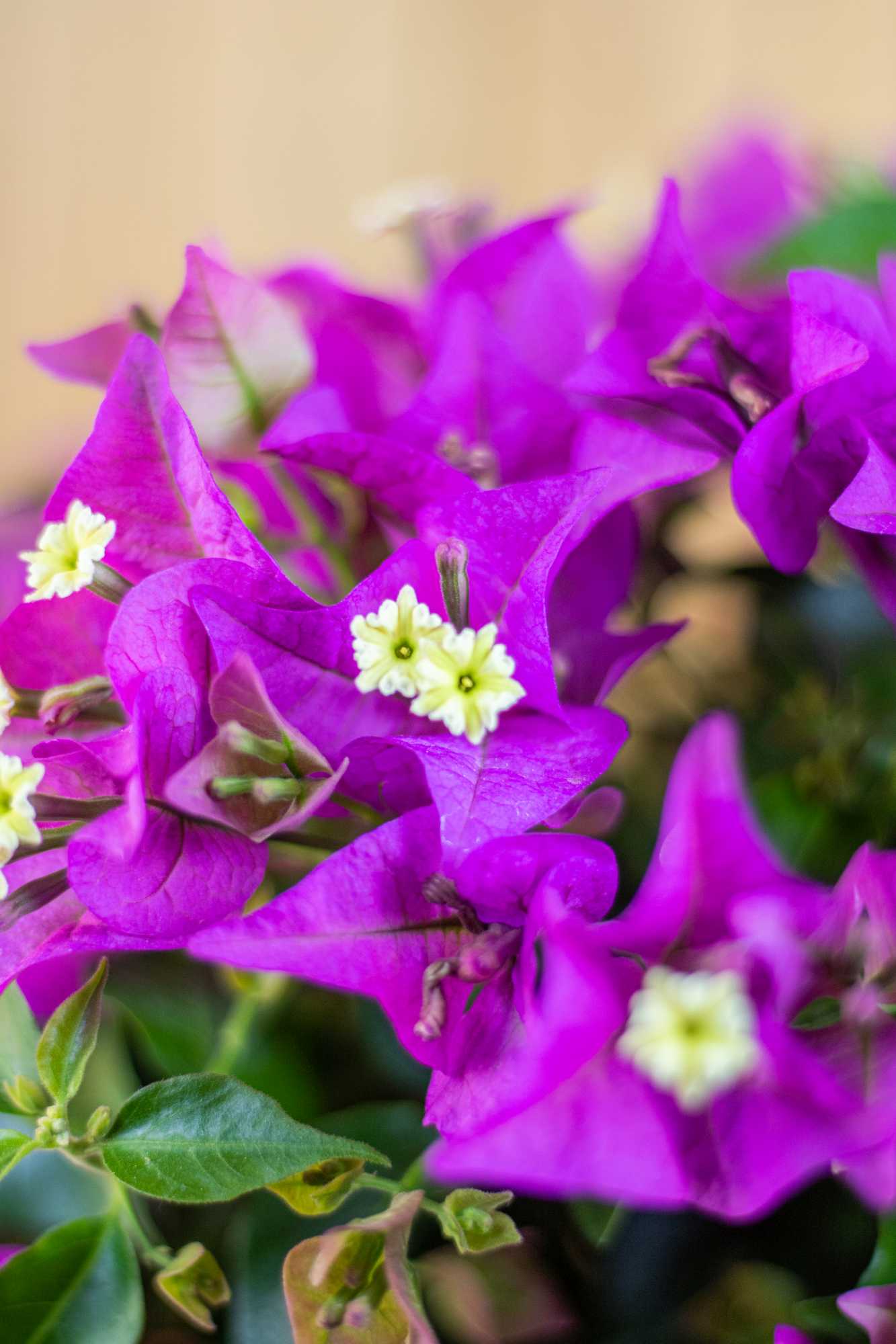 Bougainvillea Stamm "Piccolo"