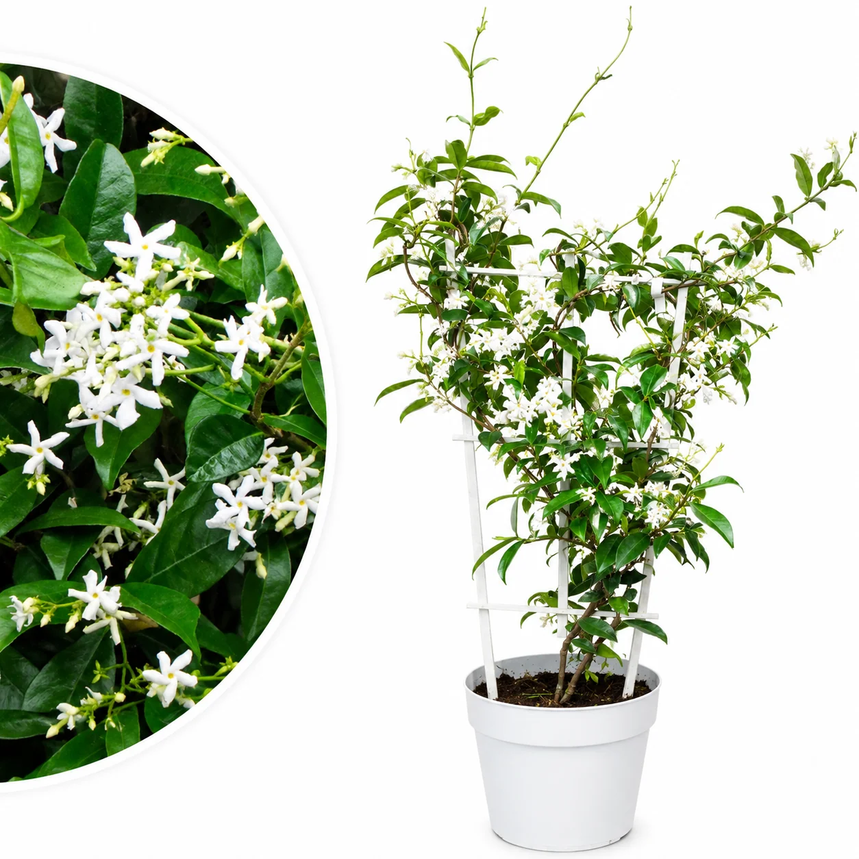 Sternjasmin ‘Star of Venice’ – Venezianischer Sternjasmin