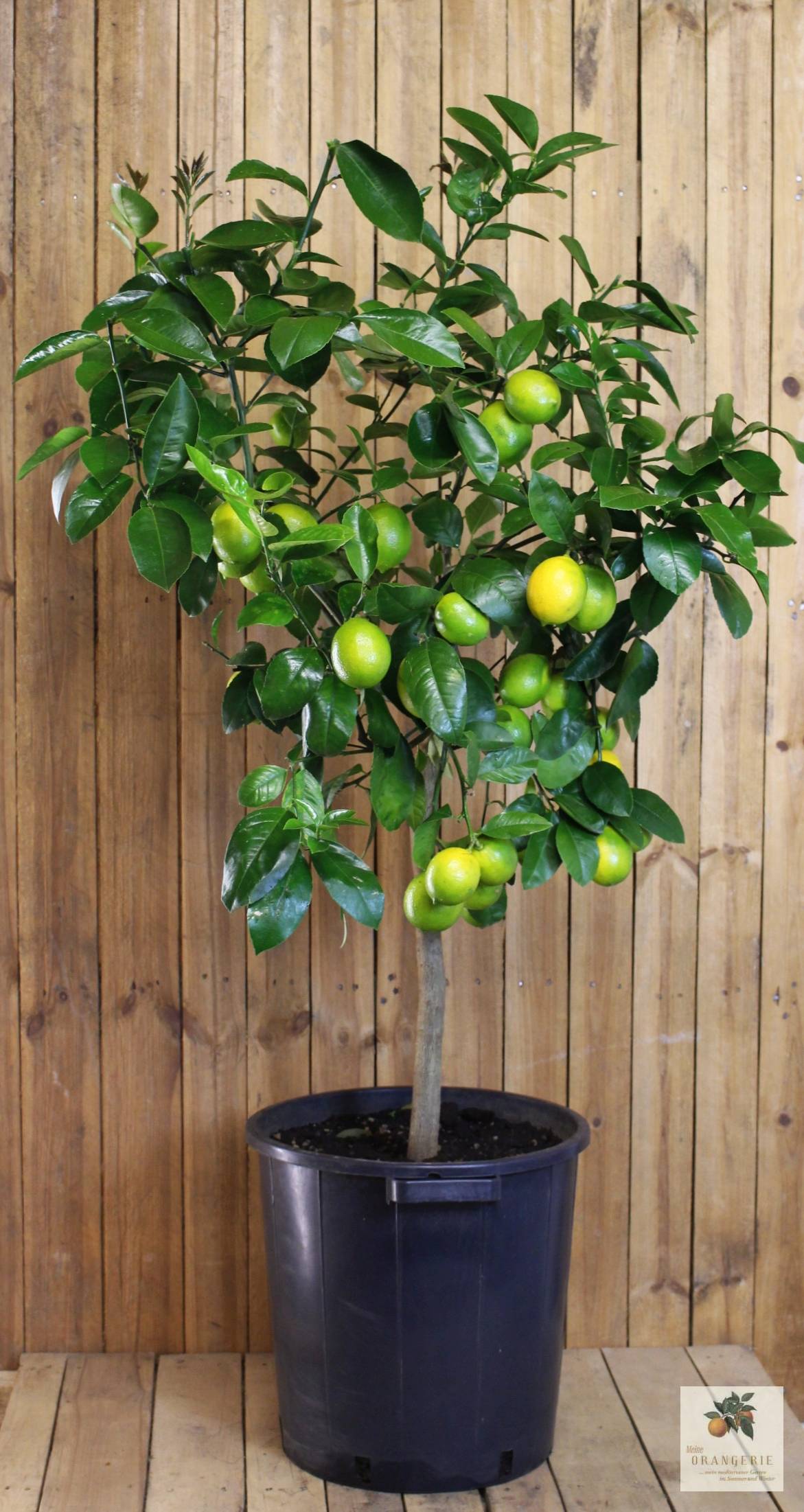Zitronenbaum  [SUPERIORE] - Citrus limon - echte Zitrone