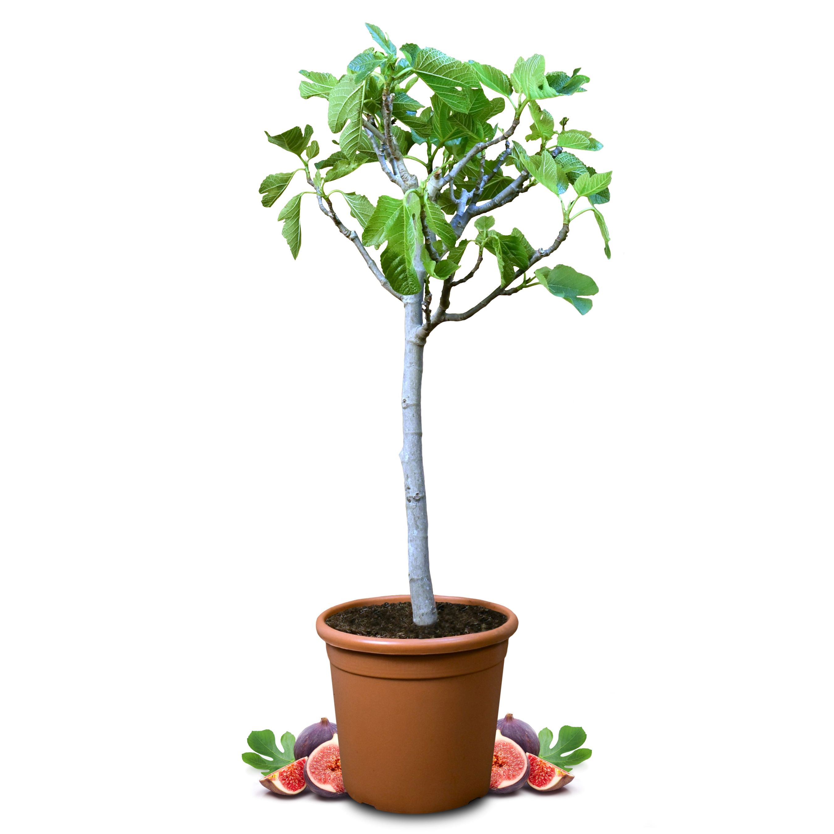 Feige Stämmchen [Grande]  - Ficus Carica - echter Feigenbaum