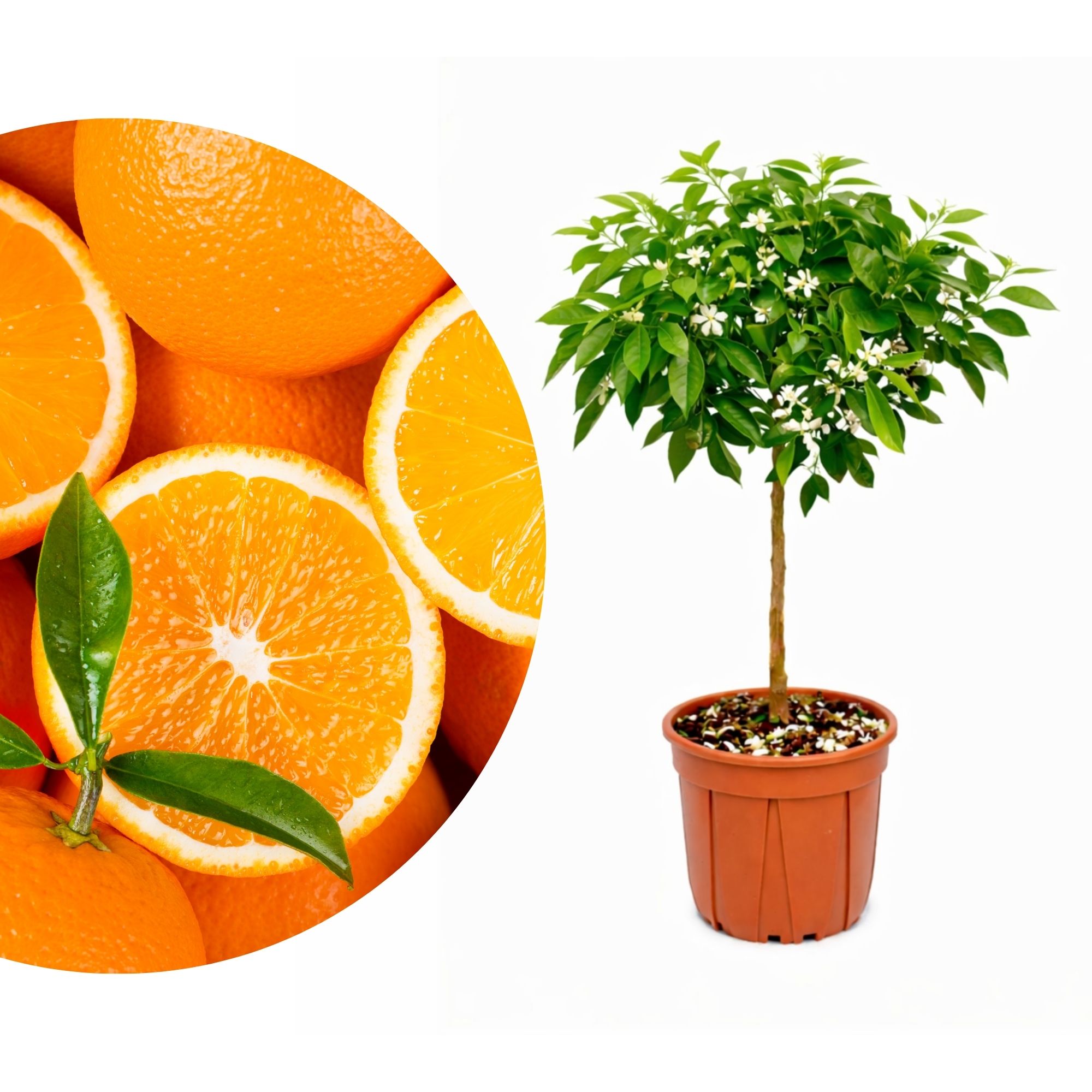 Orangenbaum - Sonder-Sorte: 'Newhall'