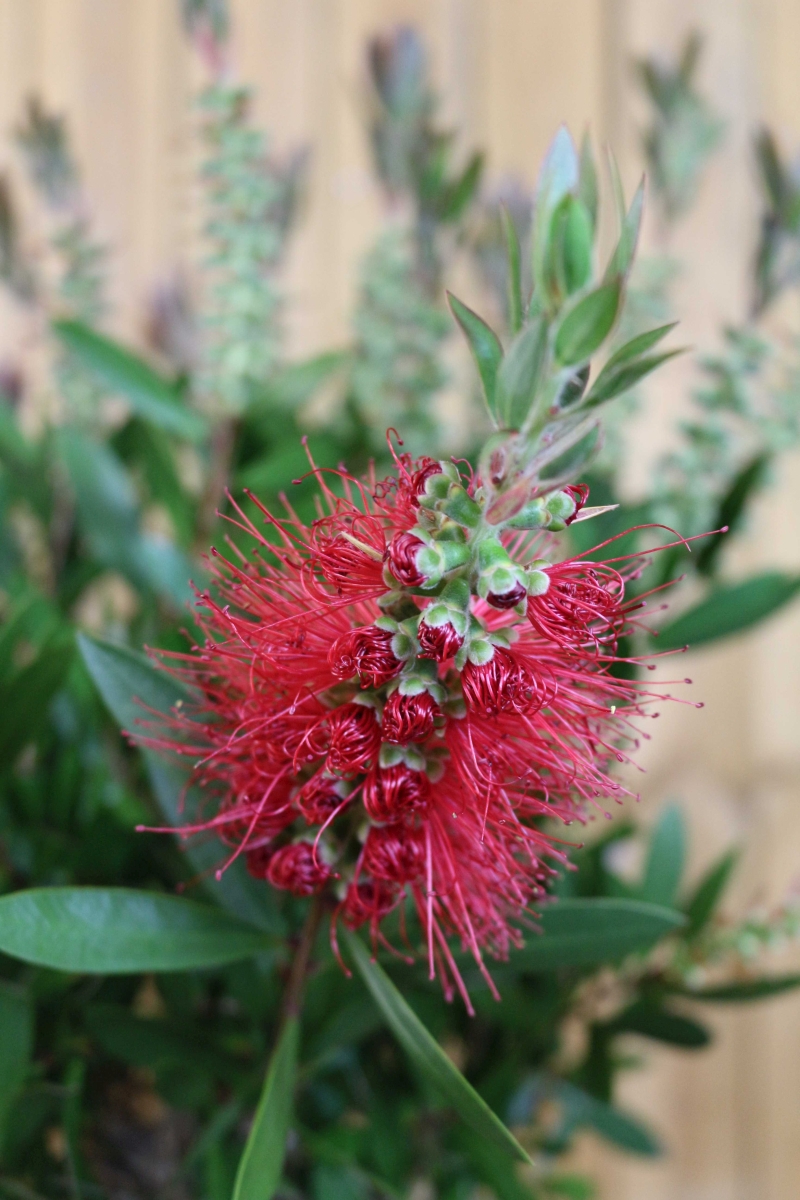 Zylinderputzer Stamm [Mezzo] - Callistemon Citrinus 