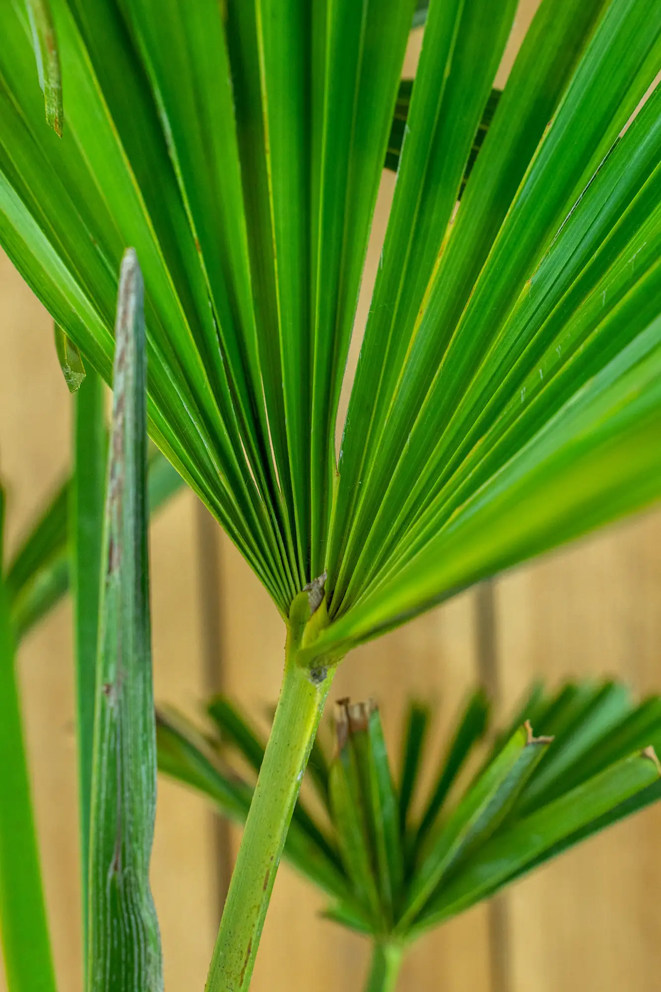 Palme Trachycarpus [Mezzo] - Chinesische Hanfpalme - Trachycarpus Fortunei