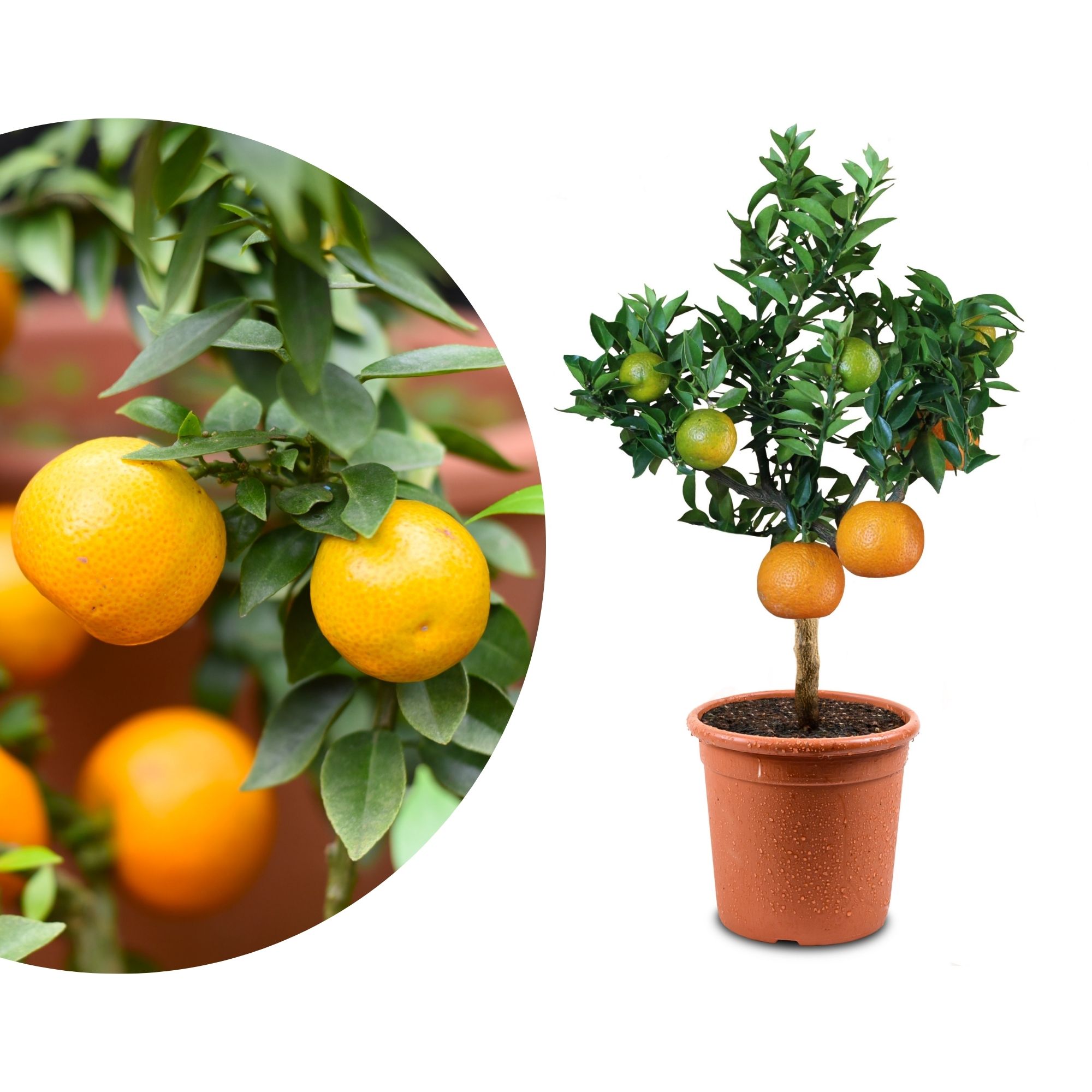 Chinotto [Mini] - Citrus aurantium var. myrtifolia - Myrtenblättrige Zwergpomeranze
