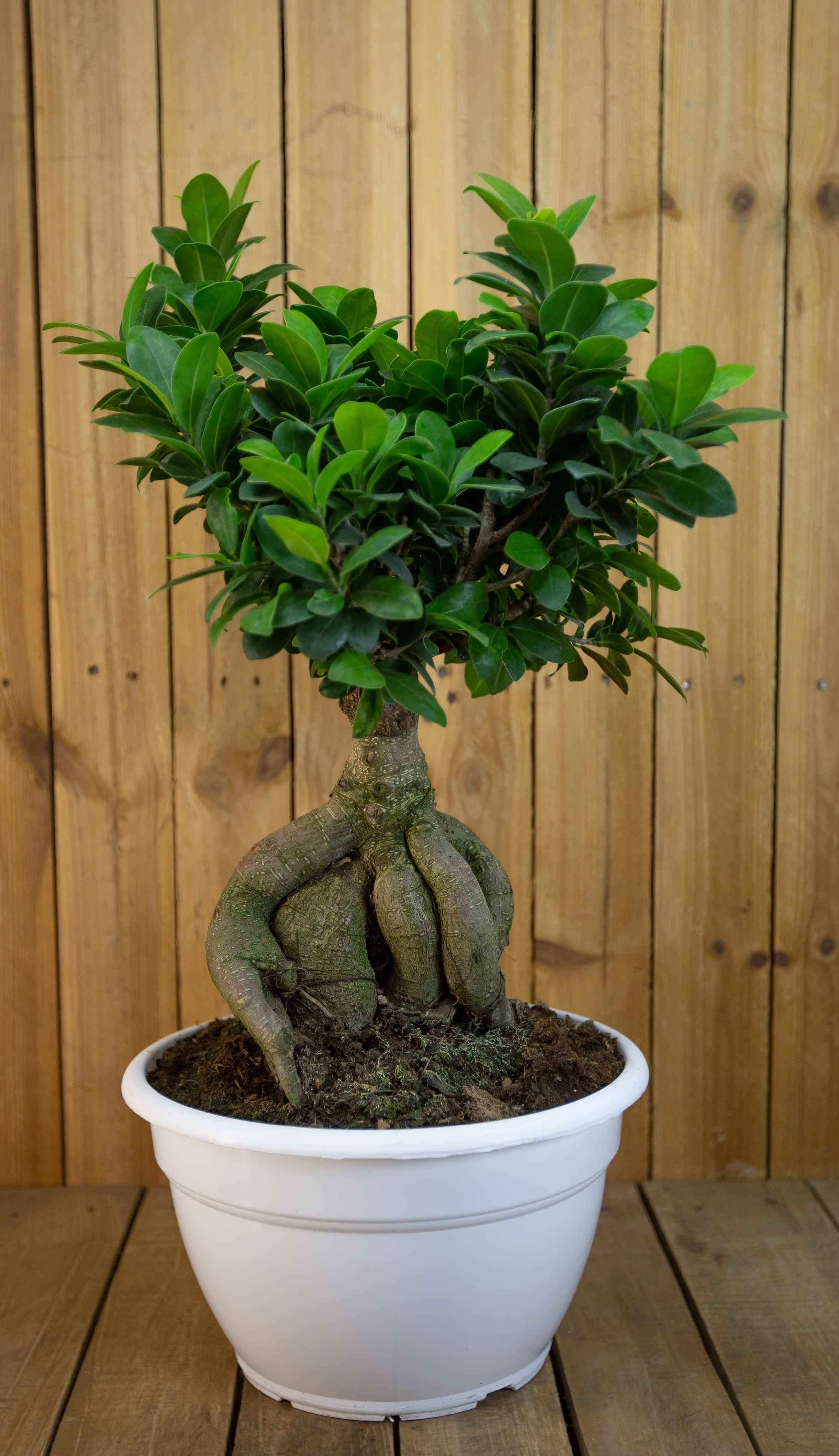 Bonsai Ficus Ginseng [Mezzo] - Ficus Microcarpa - Chinesischer Feigenbaum  - Bonsaipflanze für drinnen und draußen - Lorbeerfeige - Ficus Retusa