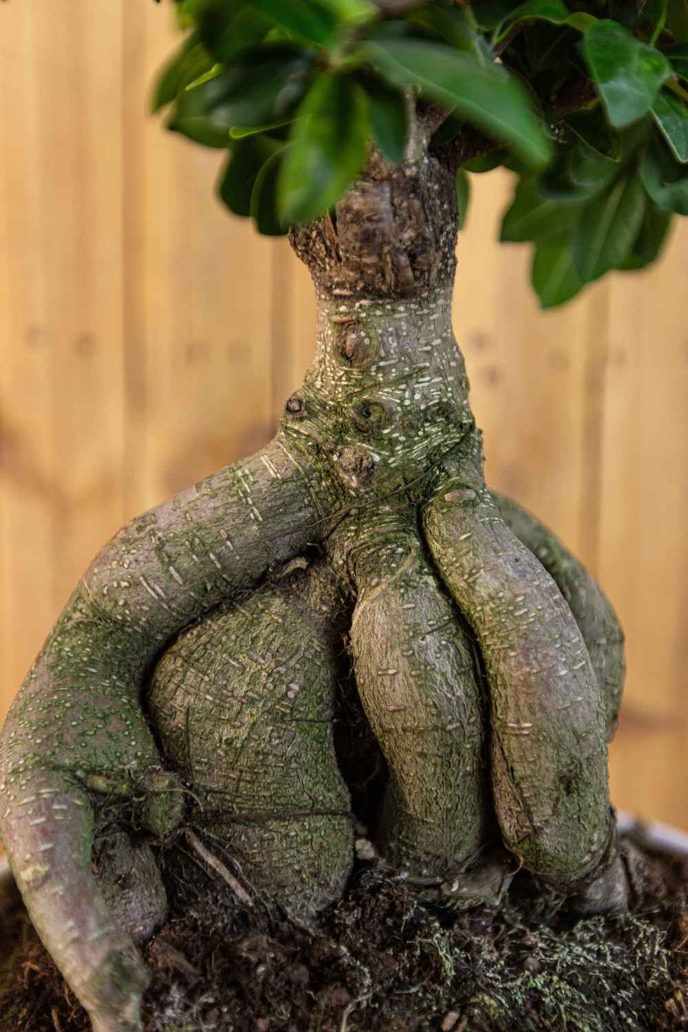 Bonsai Ficus Ginseng [Mezzo] - Ficus Microcarpa - Chinesischer Feigenbaum  - Bonsaipflanze für drinnen und draußen - Lorbeerfeige - Ficus Retusa