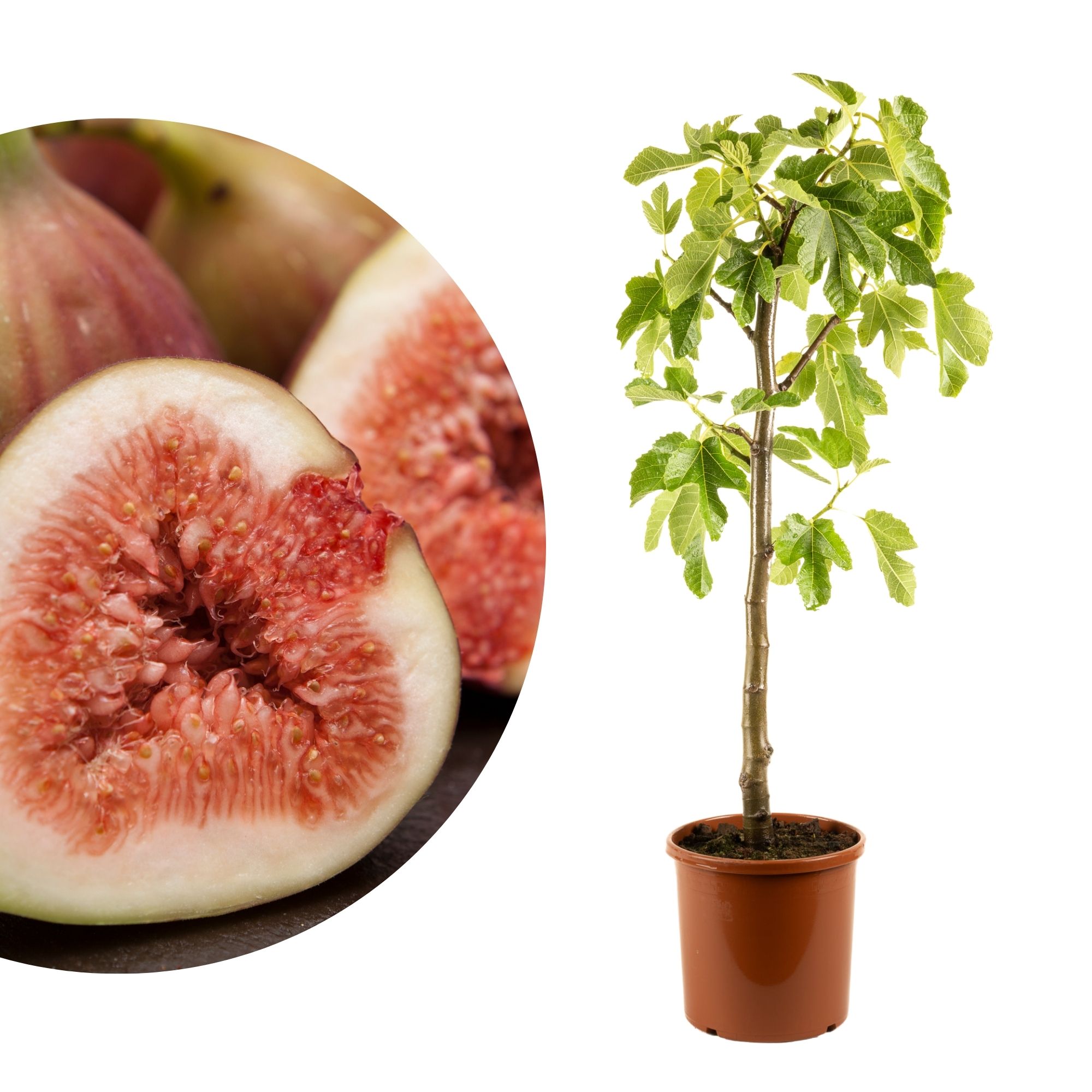 Feige Stämmchen [Mezzo] - Ficus Carica "Bornholm" - Bornholmfeige - besonders winterhart