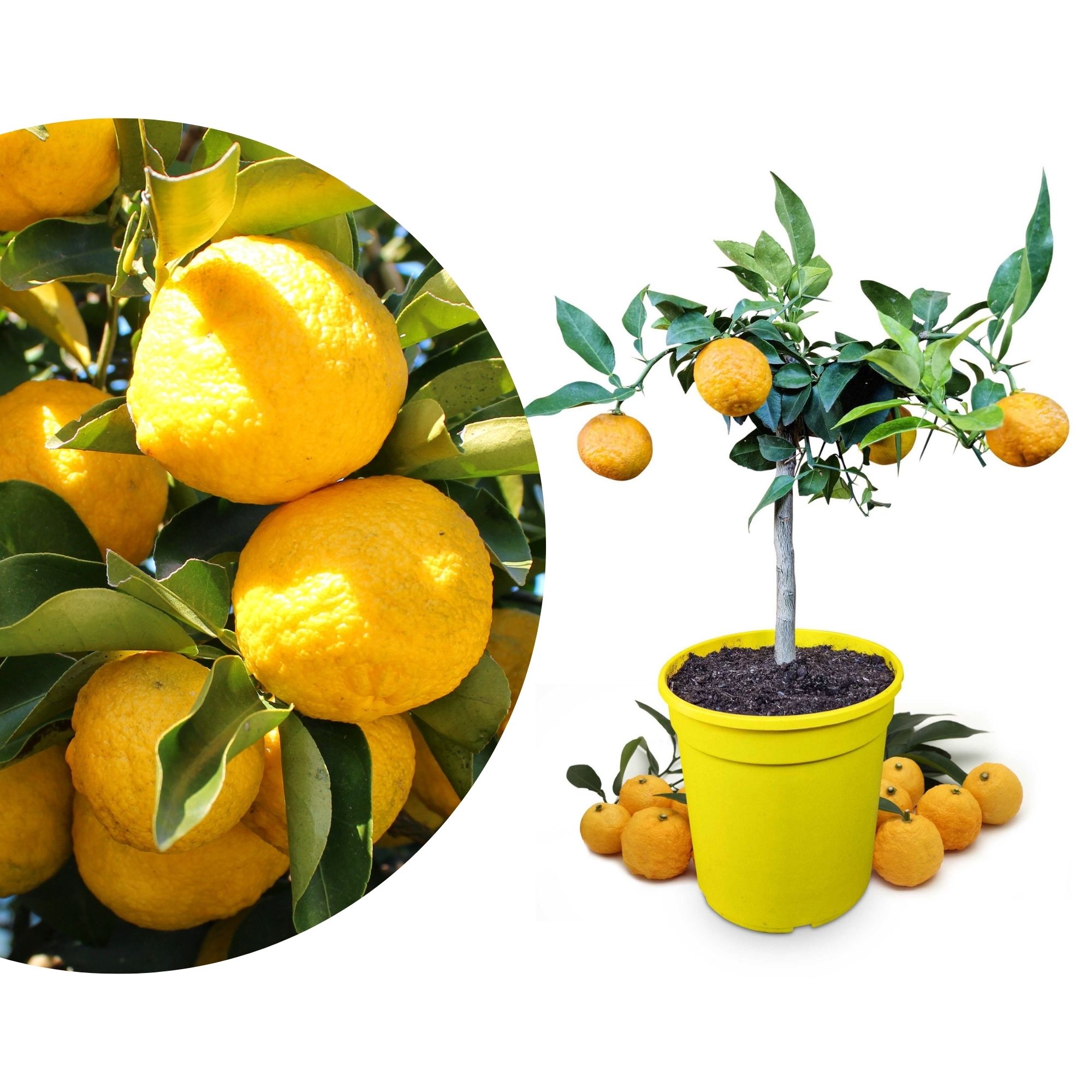 Yuzu [Mezzo] - Citrus junos - Citrus ichangensis × Citrus reticulata