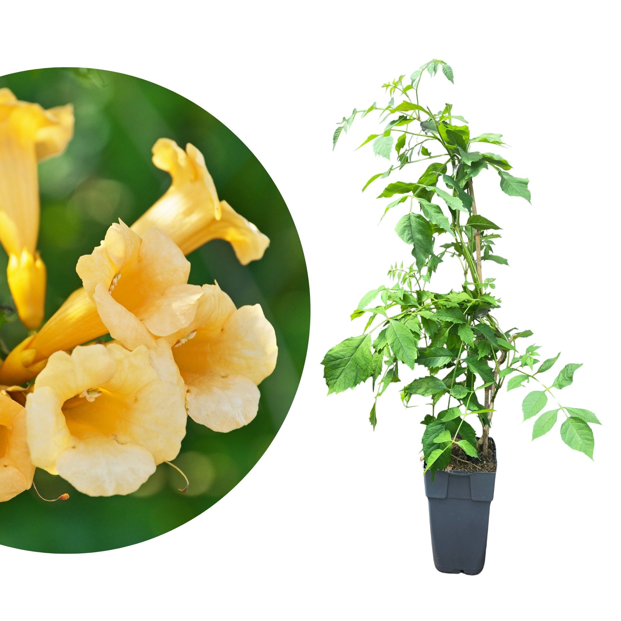 Gelbe Klettertrompete - Campsis radicans 'Flava'
