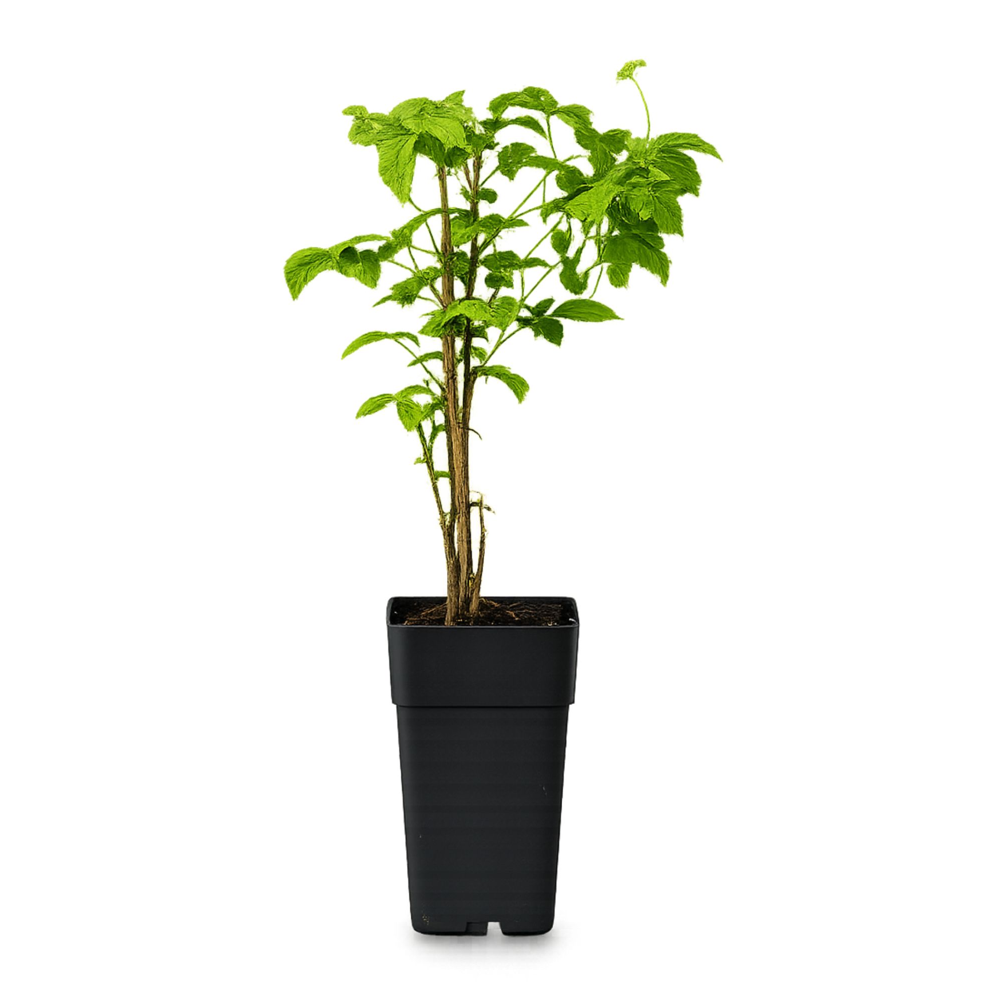 Sommerhimbeere 'Willamette' - Rubus idaeus Willamette