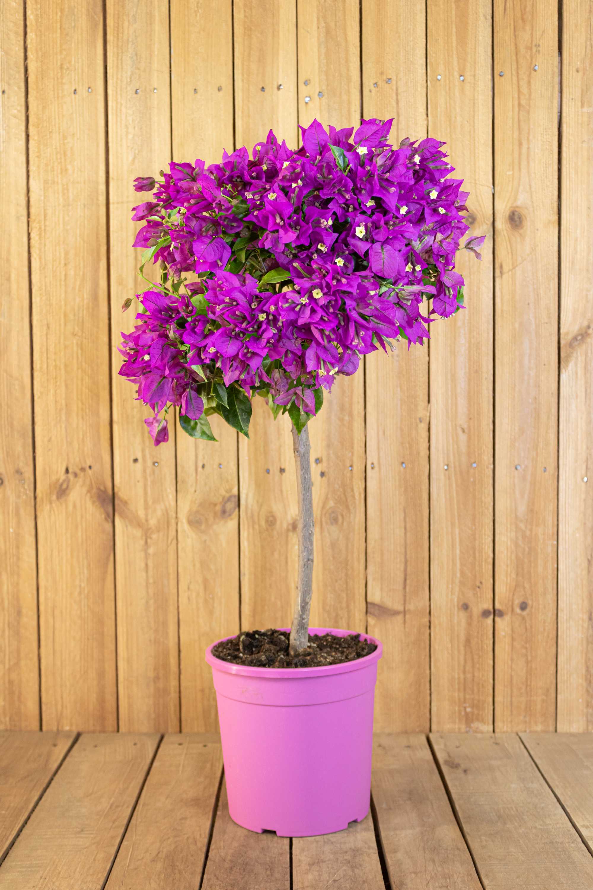 Bougainvillea Stamm "Mezzo"