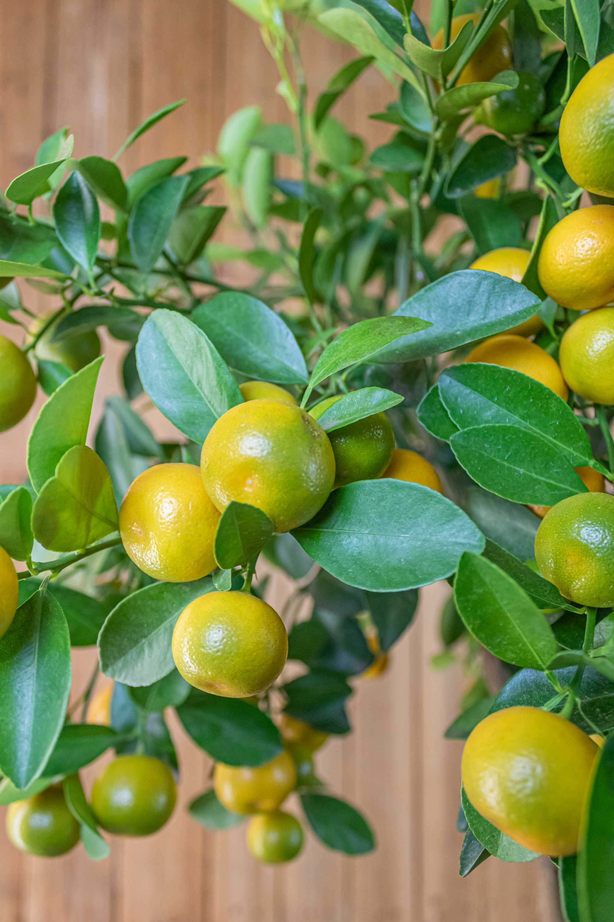 Calamondin [Grande] - Calamansi - Citrus Mitis