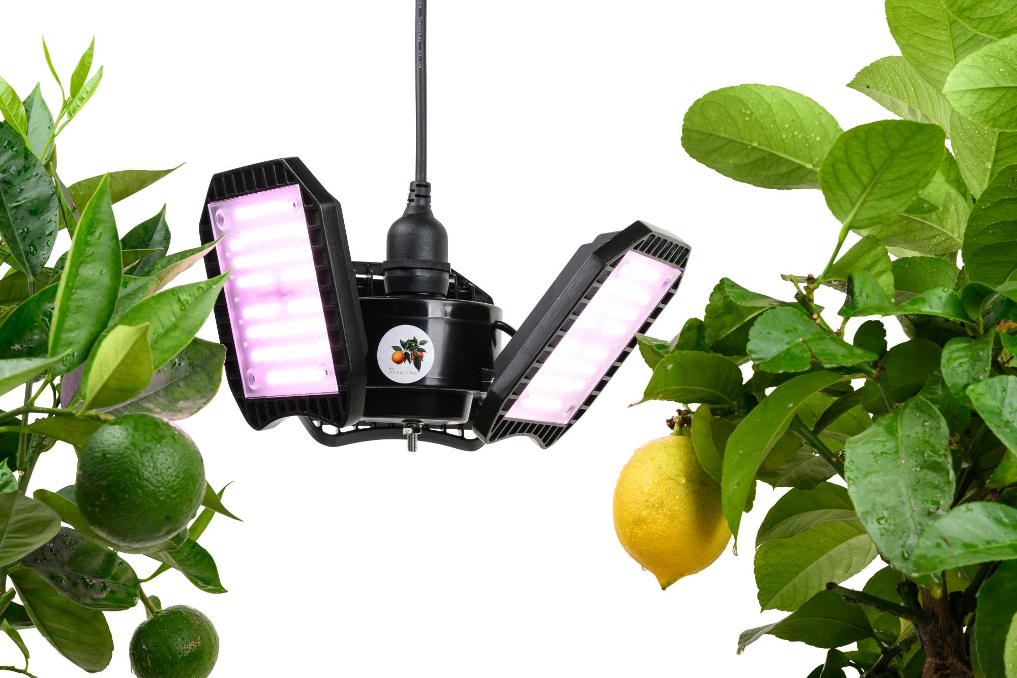 LED-Pflanzenlampe [100W] E27 Vollspektrum: Zitruspflanzen-Überwinterung