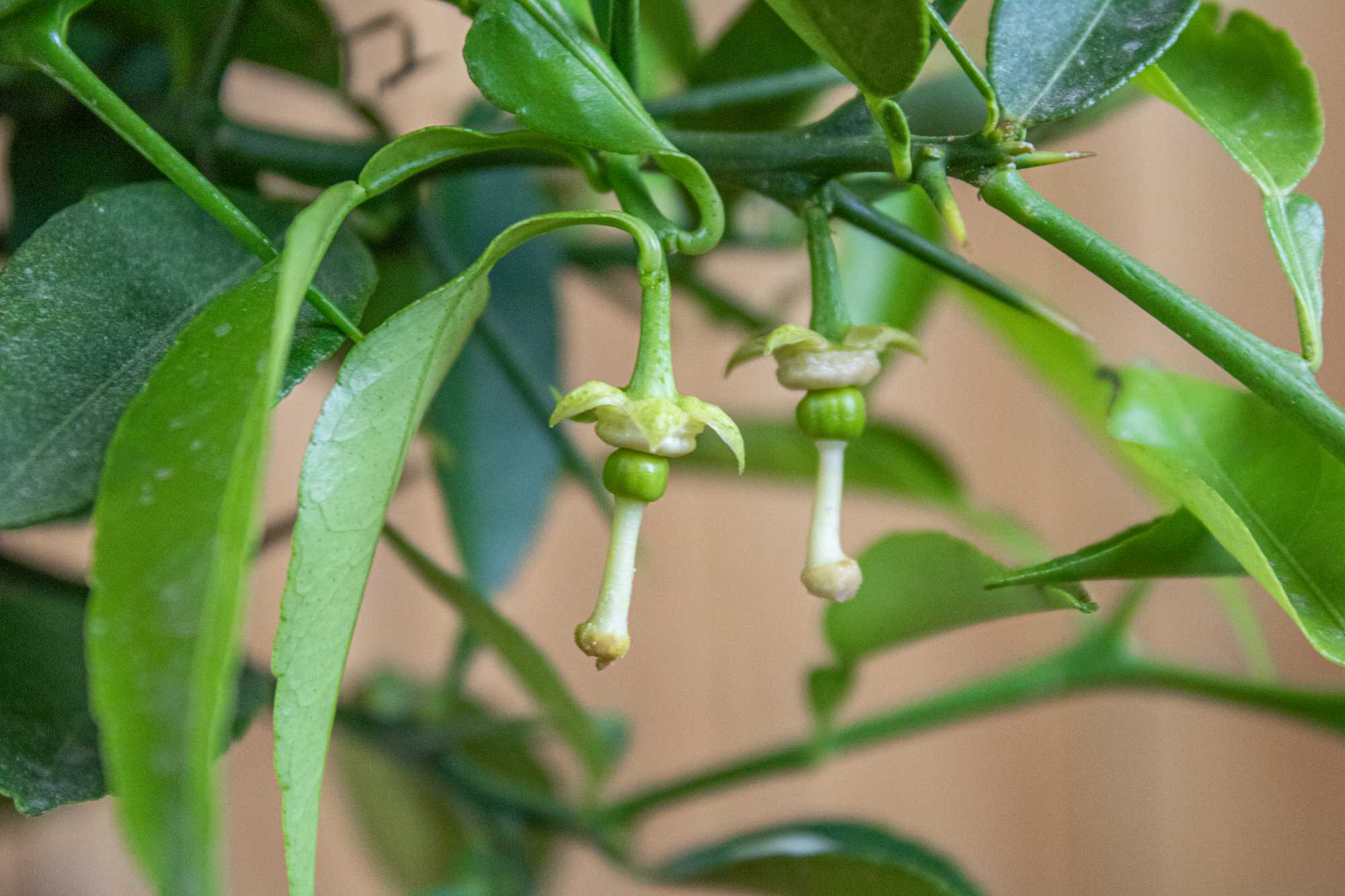 Yuzu [Mezzo] - Citrus junos -  [Citrus ichangensis × Citrus reticulata]