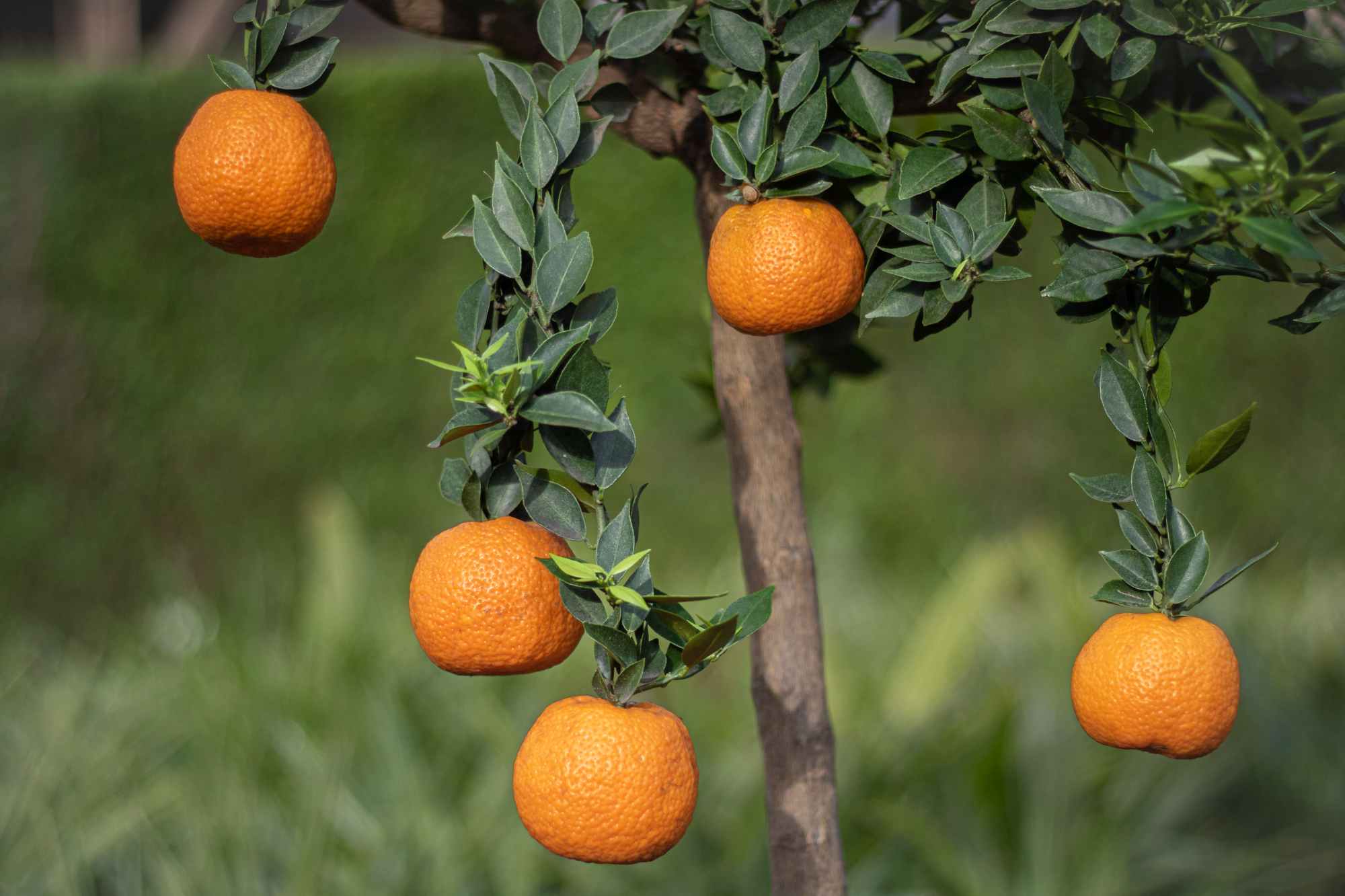 Chinotto [Molto Grande] - Citrus aurantium var. myrtifolia - Myrtenblättrige Zwergpomeranze