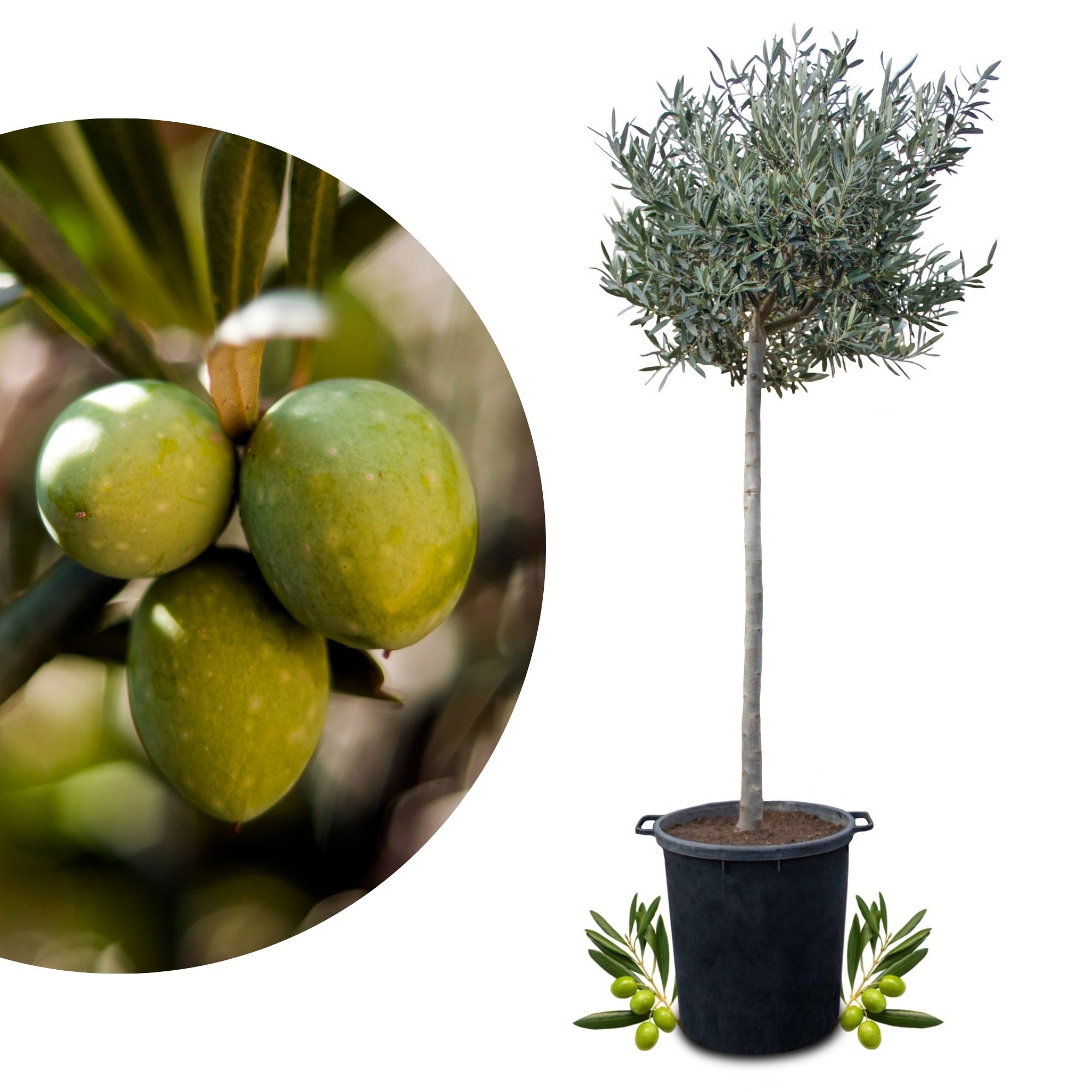 Olivenbaum [Molto Grande] - Olea europaea - echte Olive